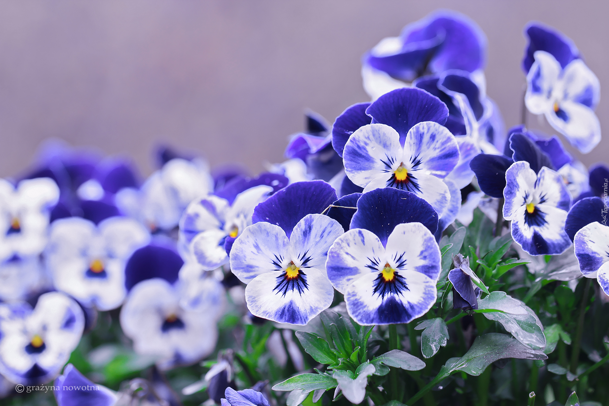 Niebiesko, Białe, Bratki, Kwiaty