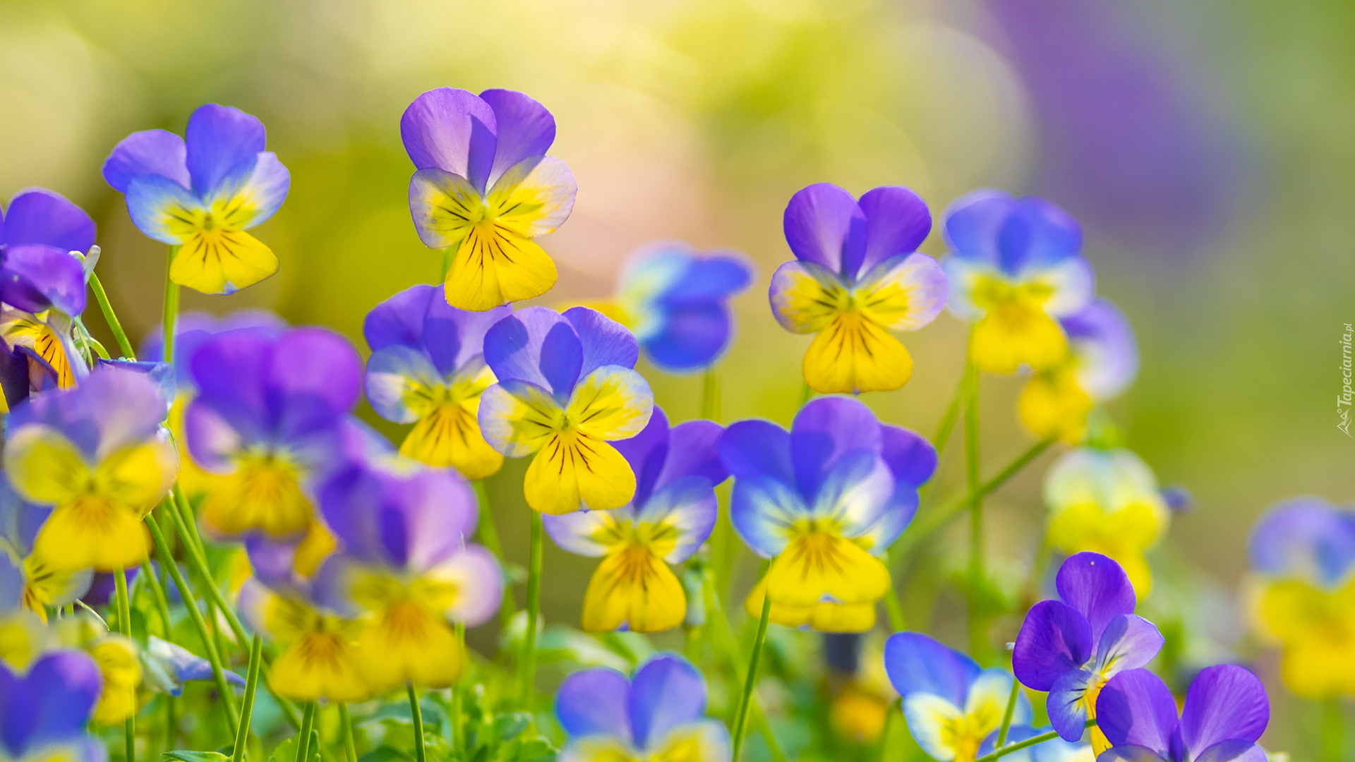 Niebiesko-żółte, Kwiaty, Fiołki rogate