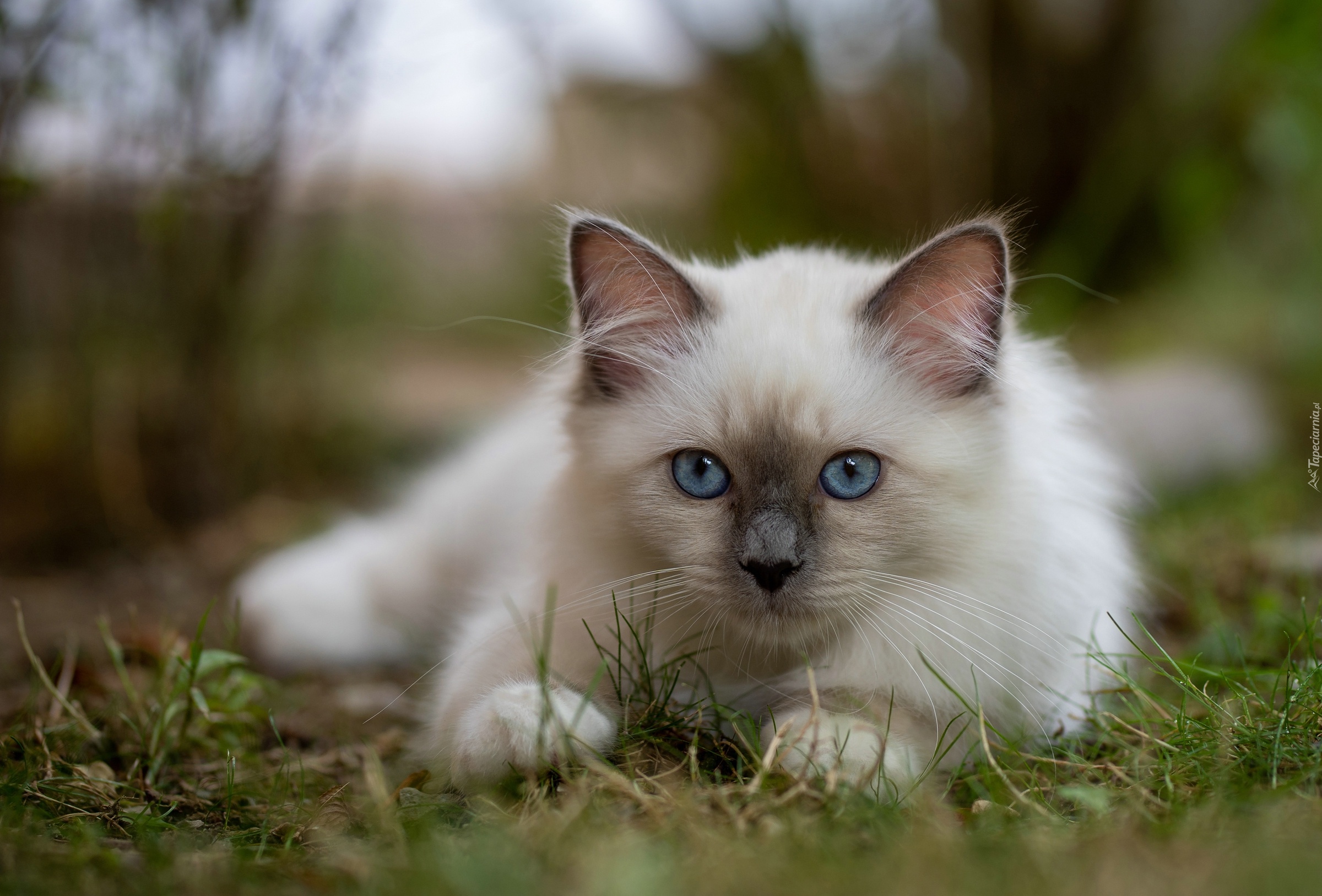 Biały, Kot birmański, Błękitne, Oczy