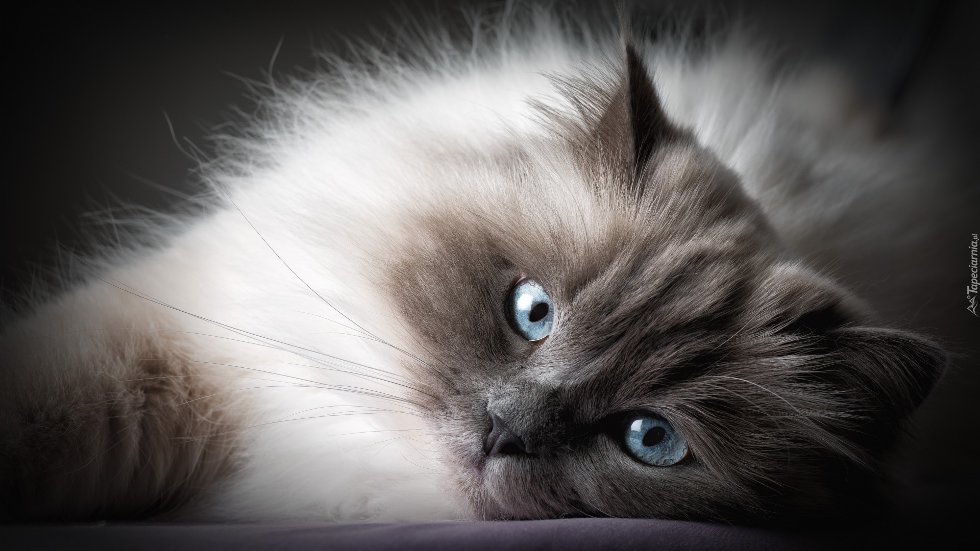Kot birmański, Niebieskie, Oczy, Mordka