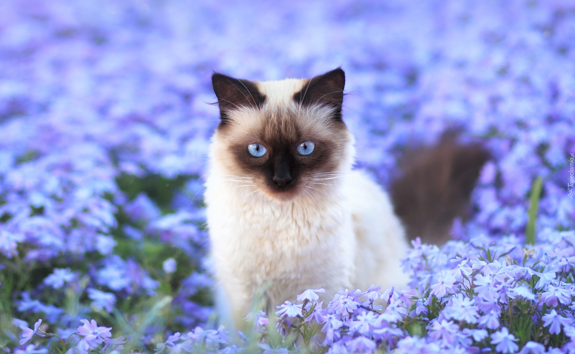 Kot syjamski, Niebieskie, Kwiaty
