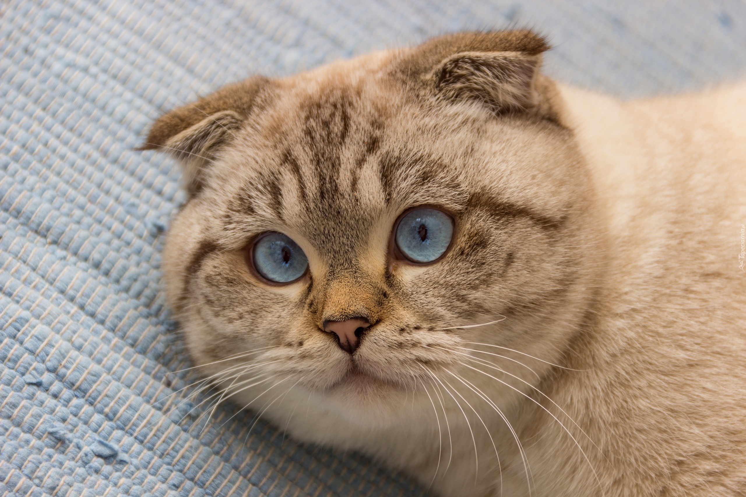 Kot szkocki zwisłouchy, Spojrzenie, Niebieskie, Oczy