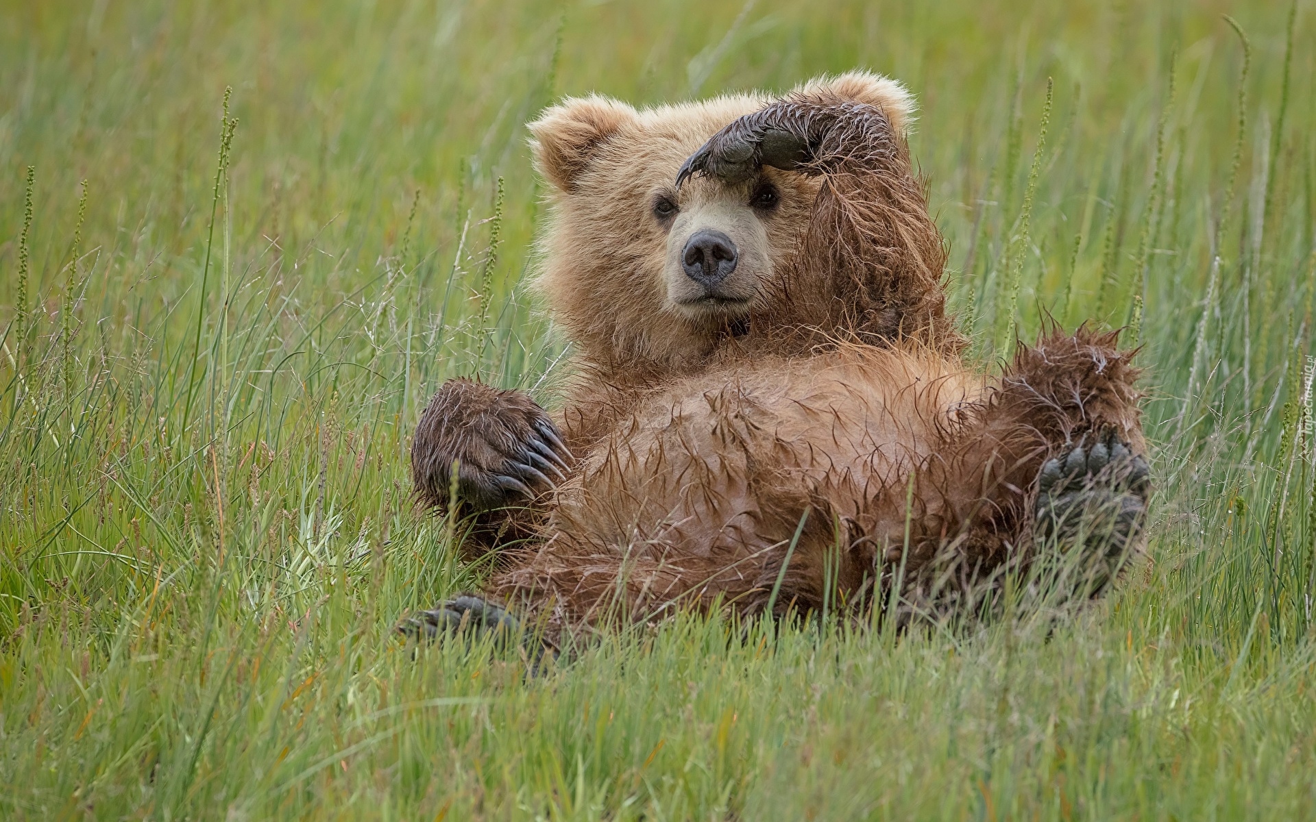 Leżący, Niedźwiedź brunatny, Trawa