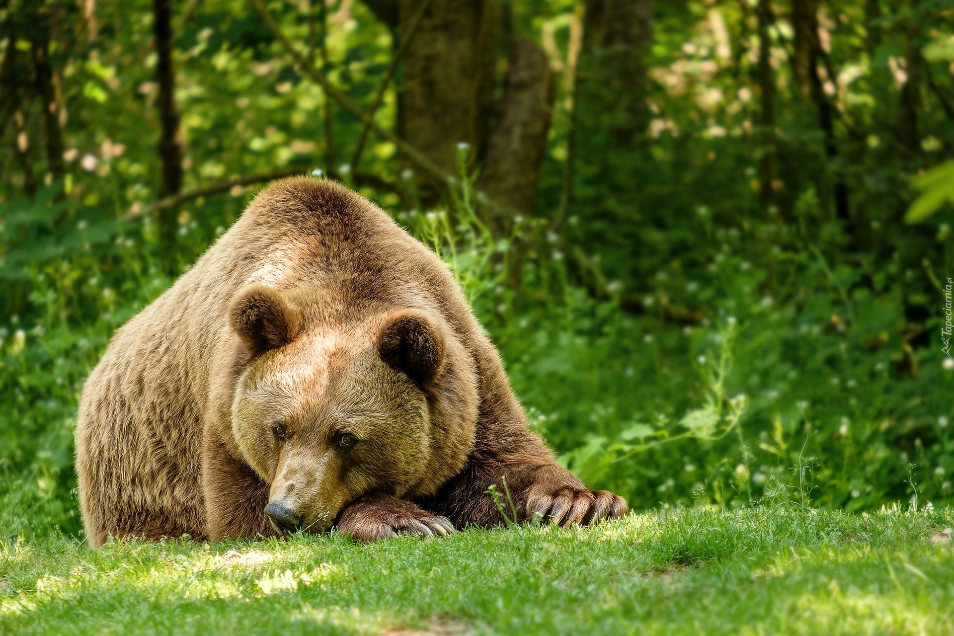 Leżący, Niedźwiedź brunatny