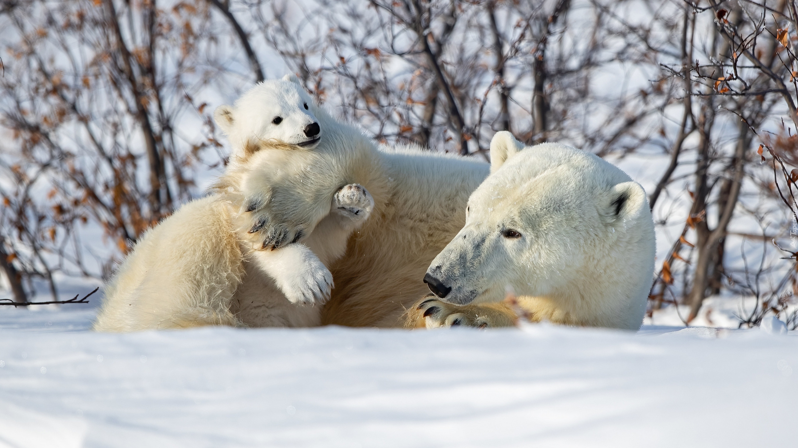 Zima, Niedźwiedzie polarne