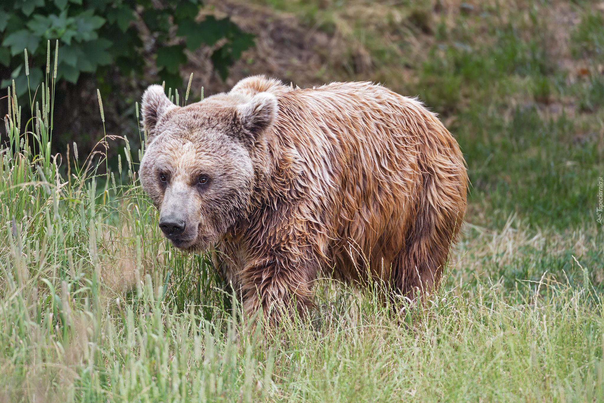 Niedźwiedź brunatny, Trawa, Zielona