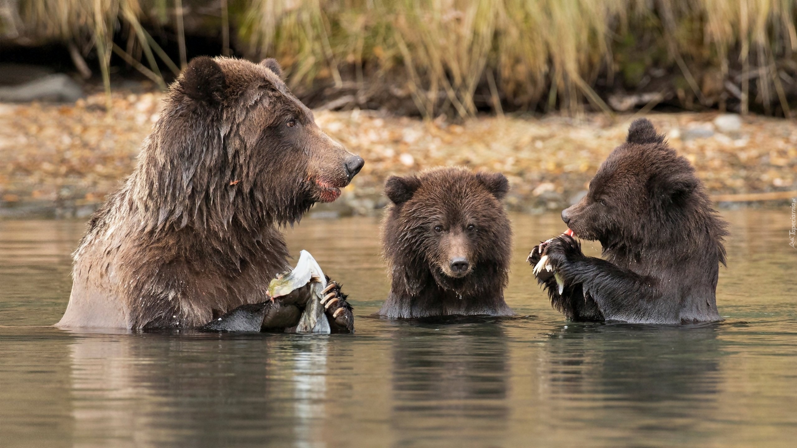 Trzy, Niedźwiedzie, Rzeka