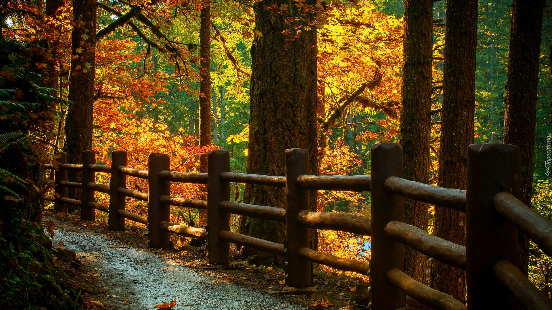 Jesień, Las, Ścieżka, Ogrodzenie