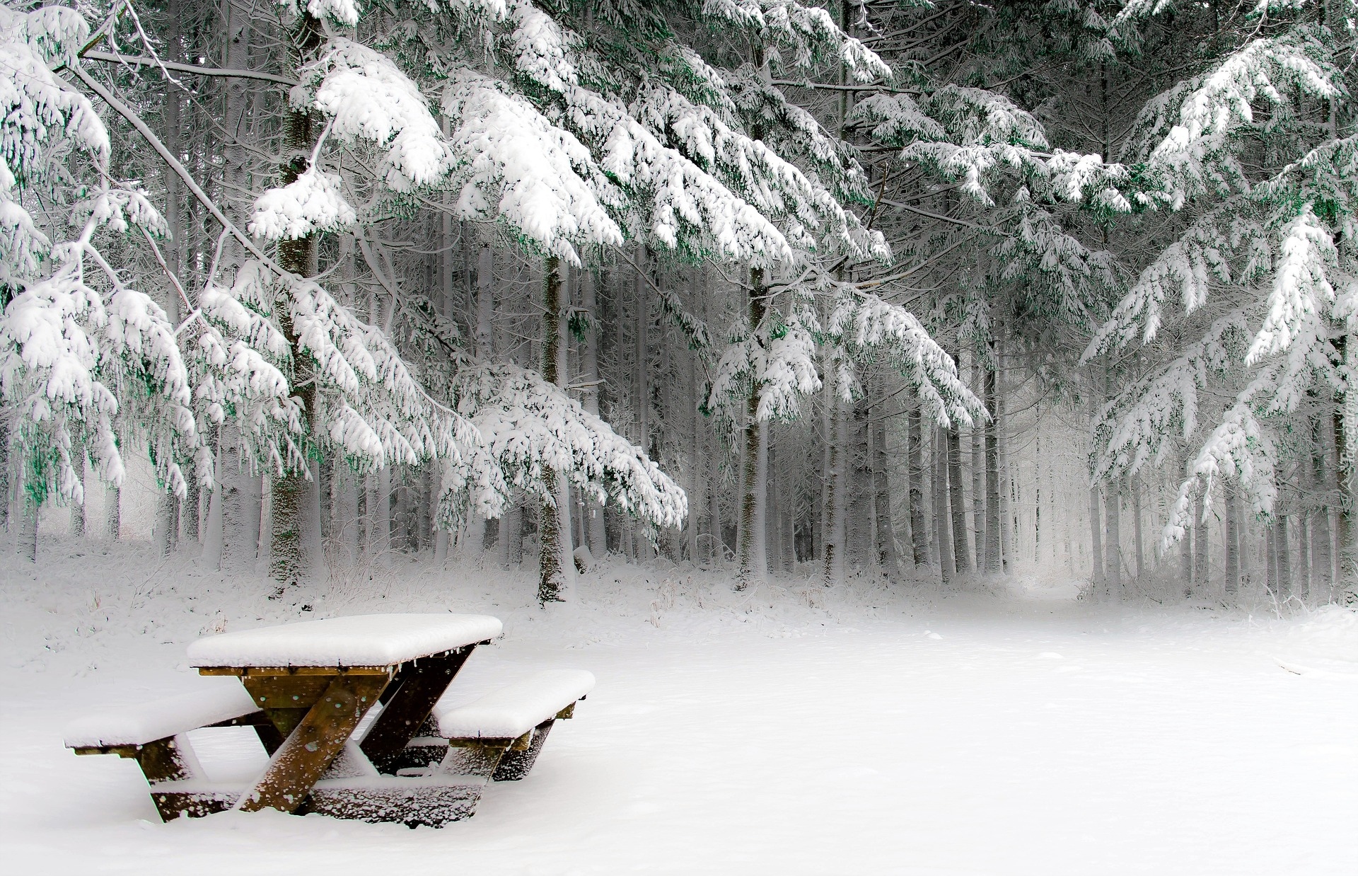 Zima, Las, Śnieg, Ławka piknikowa, Drzewa