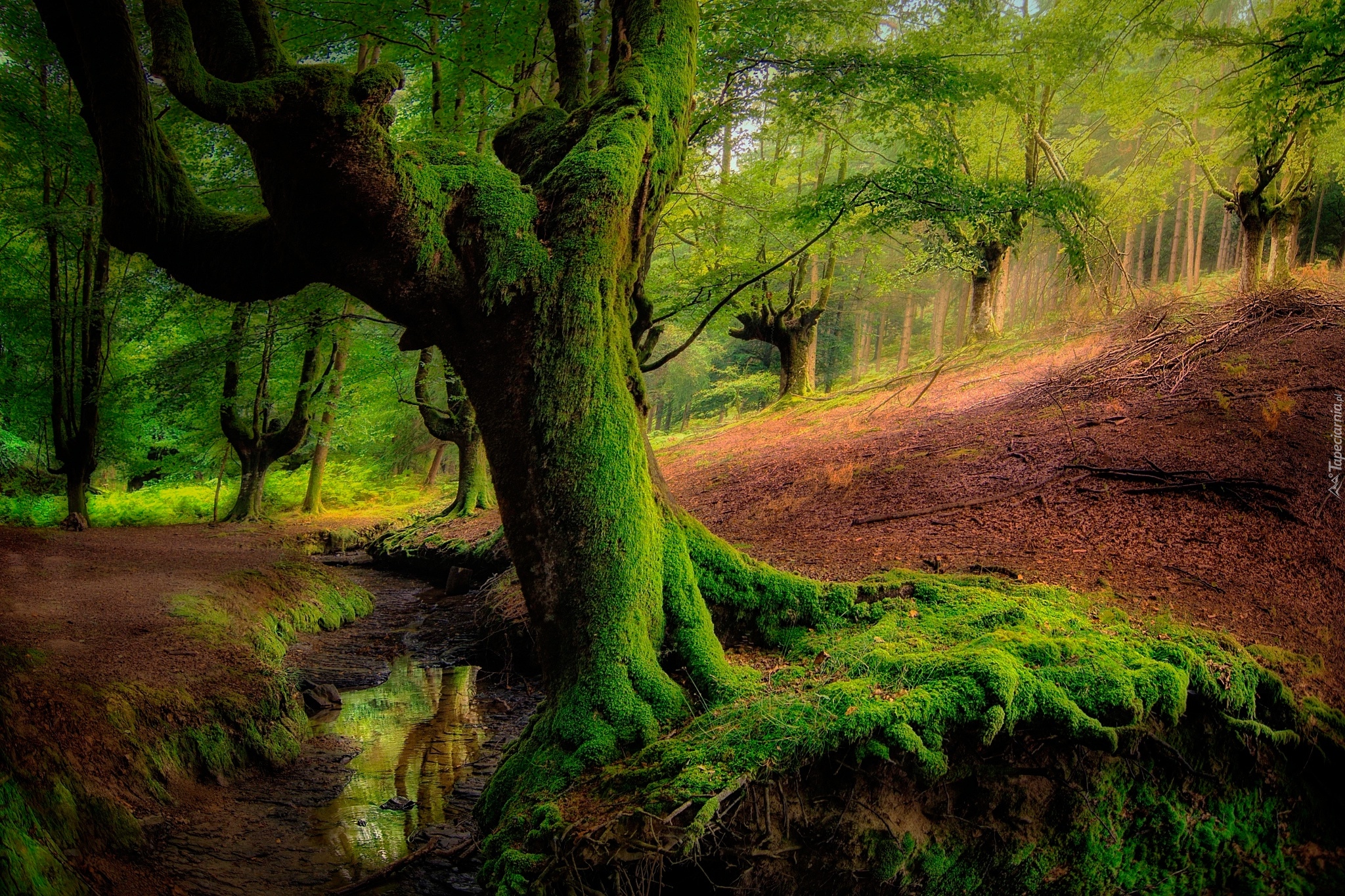 Hiszpania, Kraj Basków, Park Narodowy Gorbea, Las Otzarreta, Omszałe, Drzewa, Strumyk