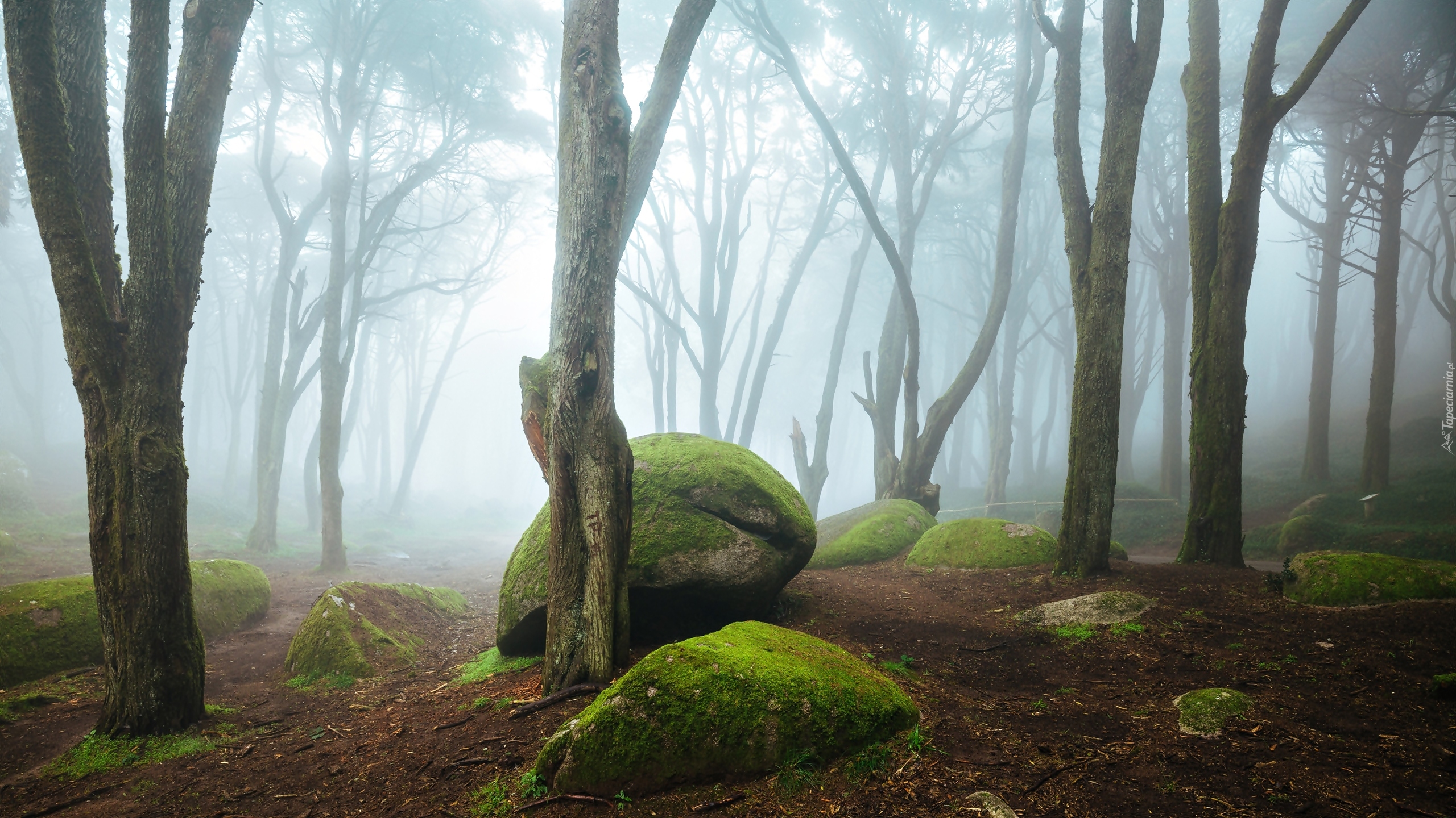 Portugalia, Park Narodowy Sintra-Cascais, Las, Omszałe, Kamienie, Głazy, Mgła