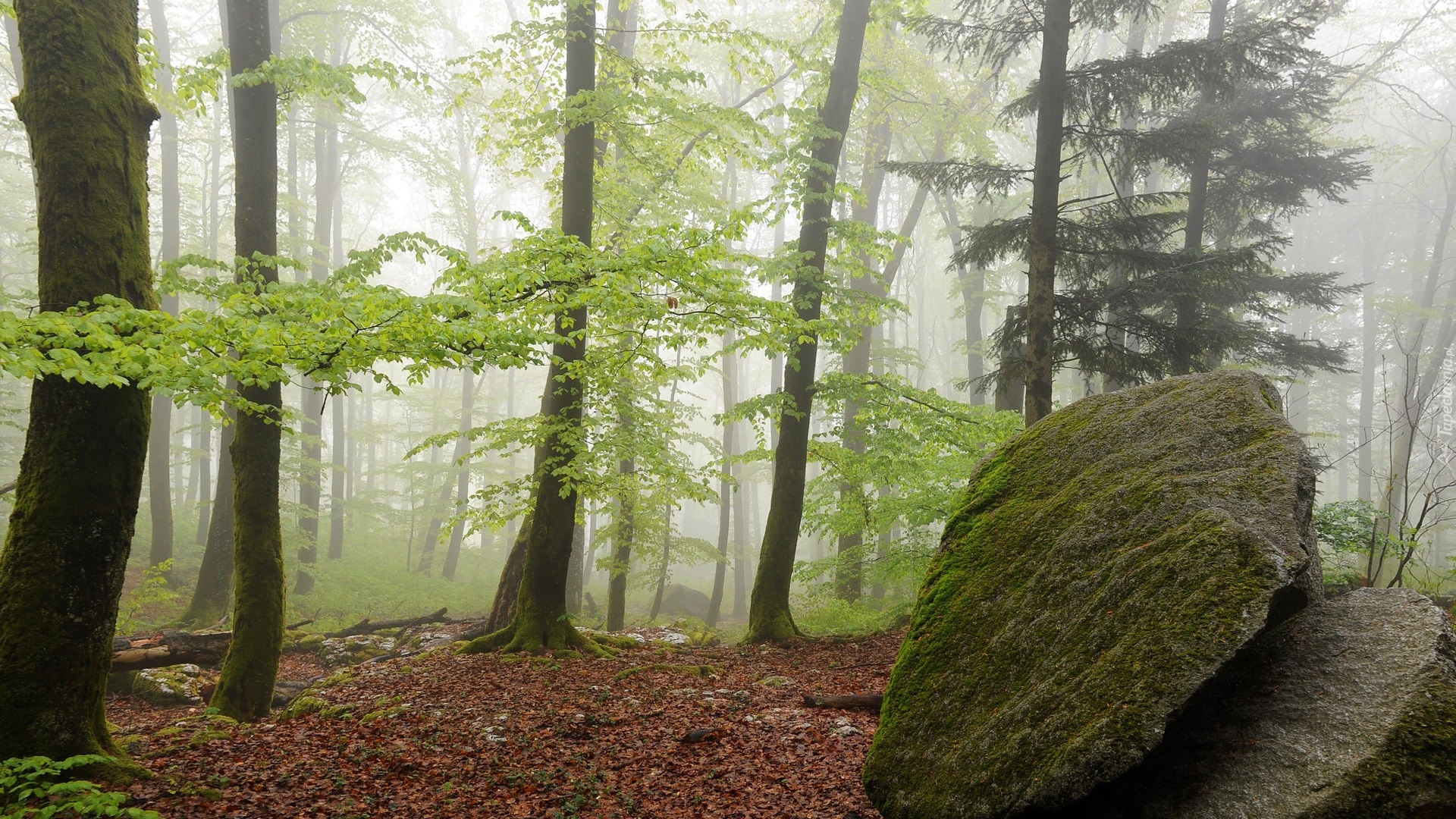Las, Kamień, Mgła, Drzewa