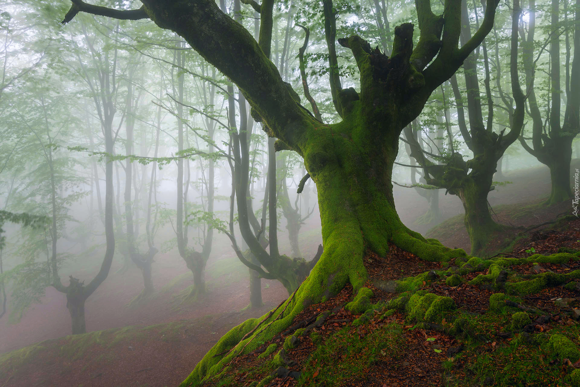 Las, Drzewa, Mech, Mgła