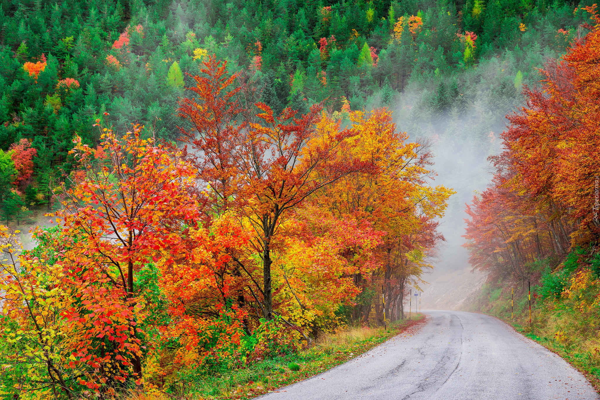 Las, Droga, Mgła, Jesień, Kolorowe, Drzewa