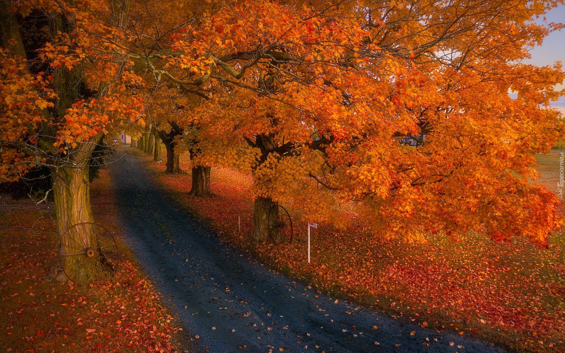 Jesień, Drzewa, Droga, Koło, Rude, Liście