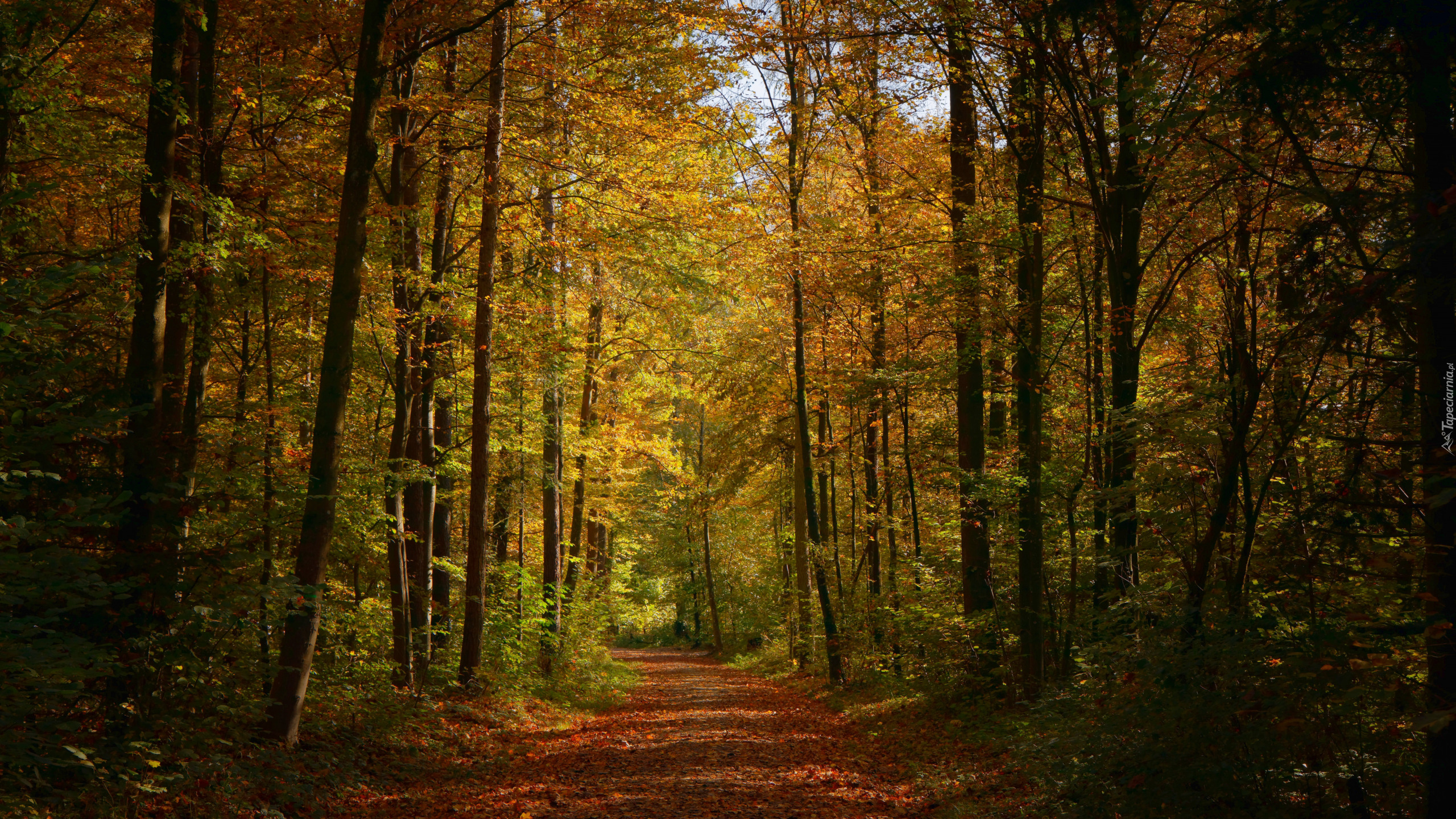 Jesień, Las, Droga, Ścieżka, Drzewa