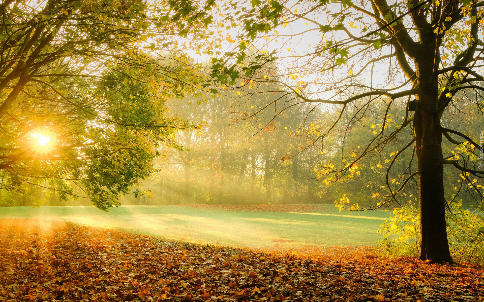 Jesień, Drzewa, Polana, Przebijające światło, Mgła, Liście