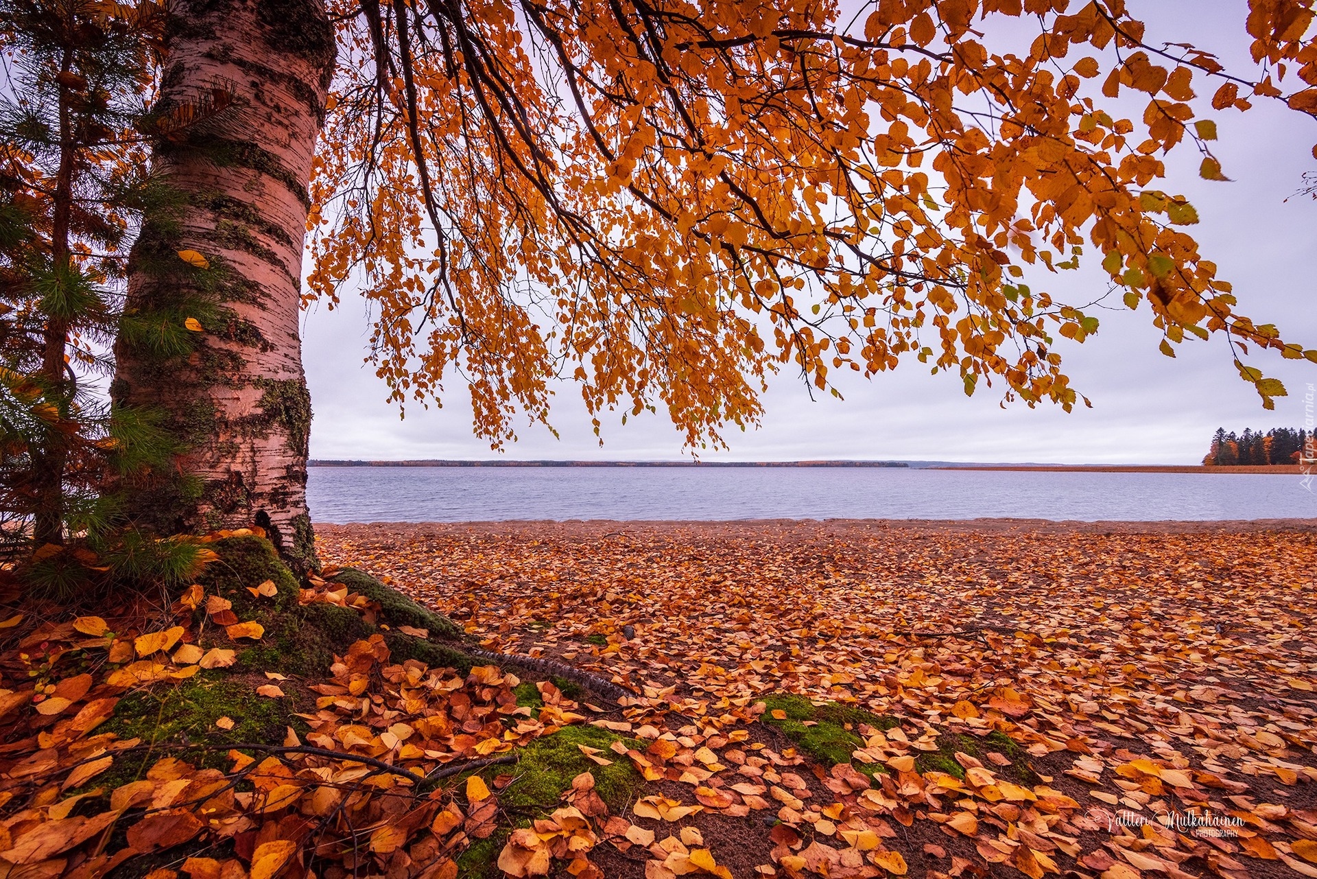 Jezioro, Jesień, Drzewo, Liście, Brzoza