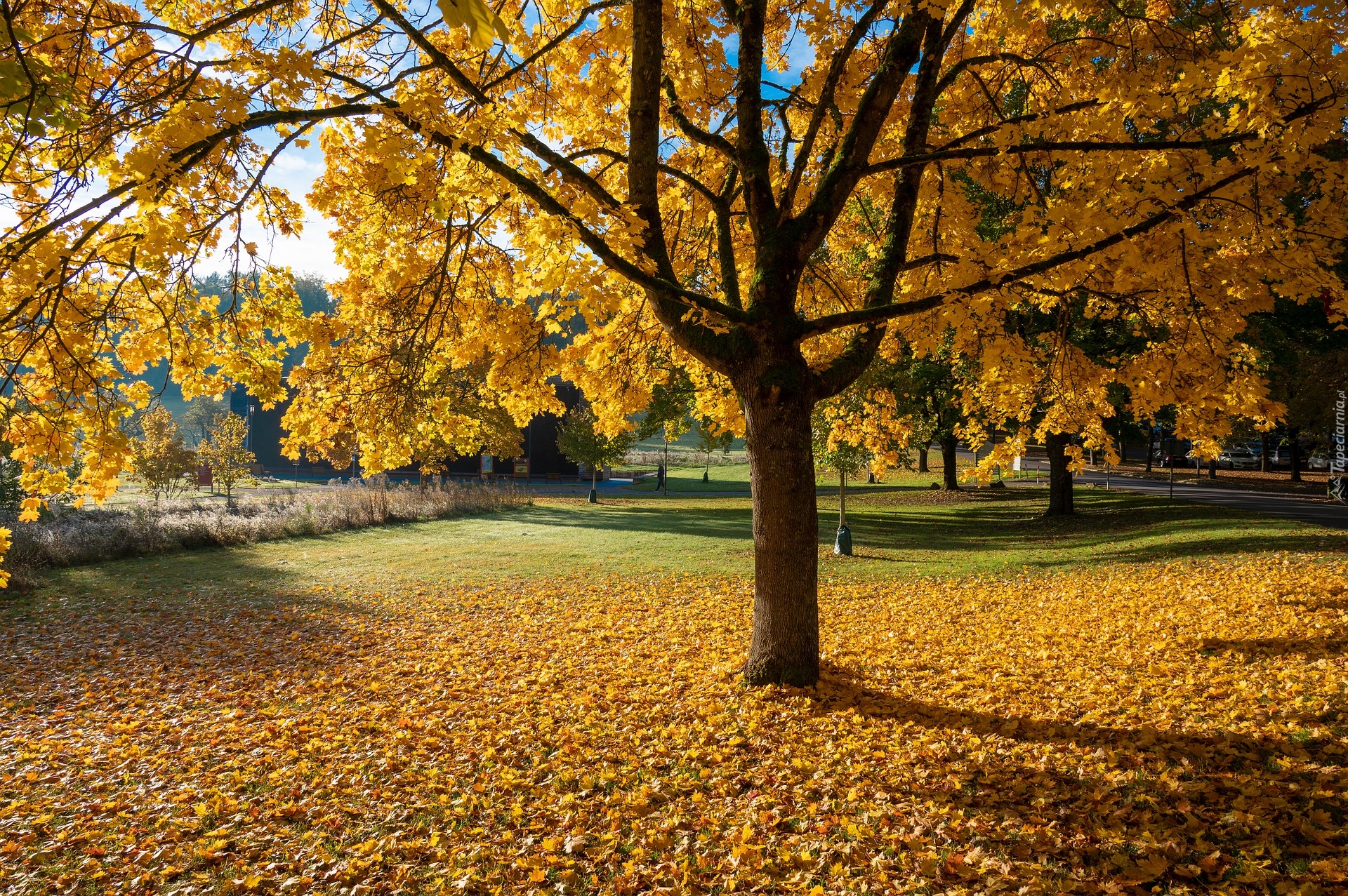 Jesień, Park, Drzewa, Żółte, Opadłe, Liście