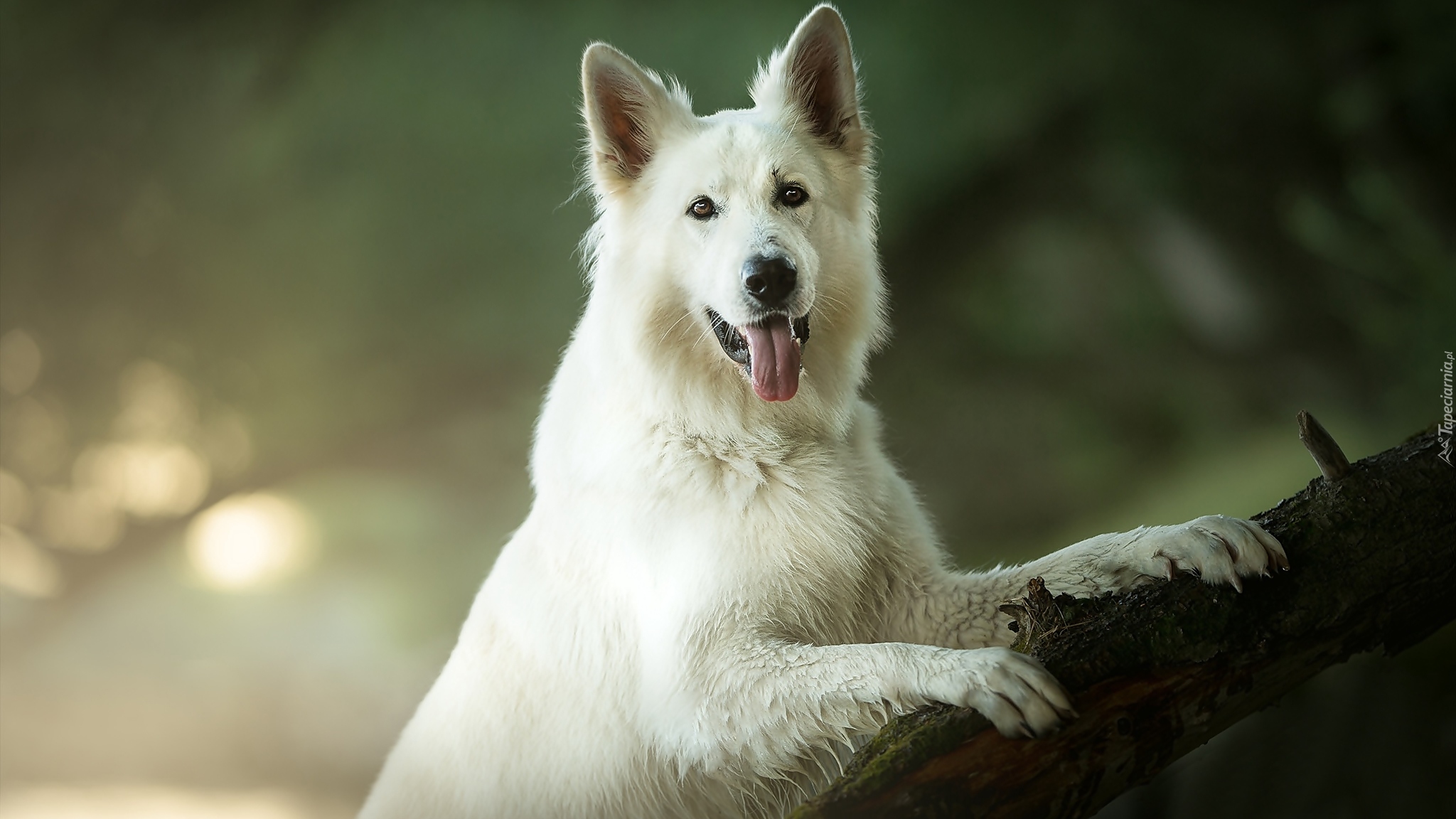 Pies, Biały owczarek szwajcarski, Konar