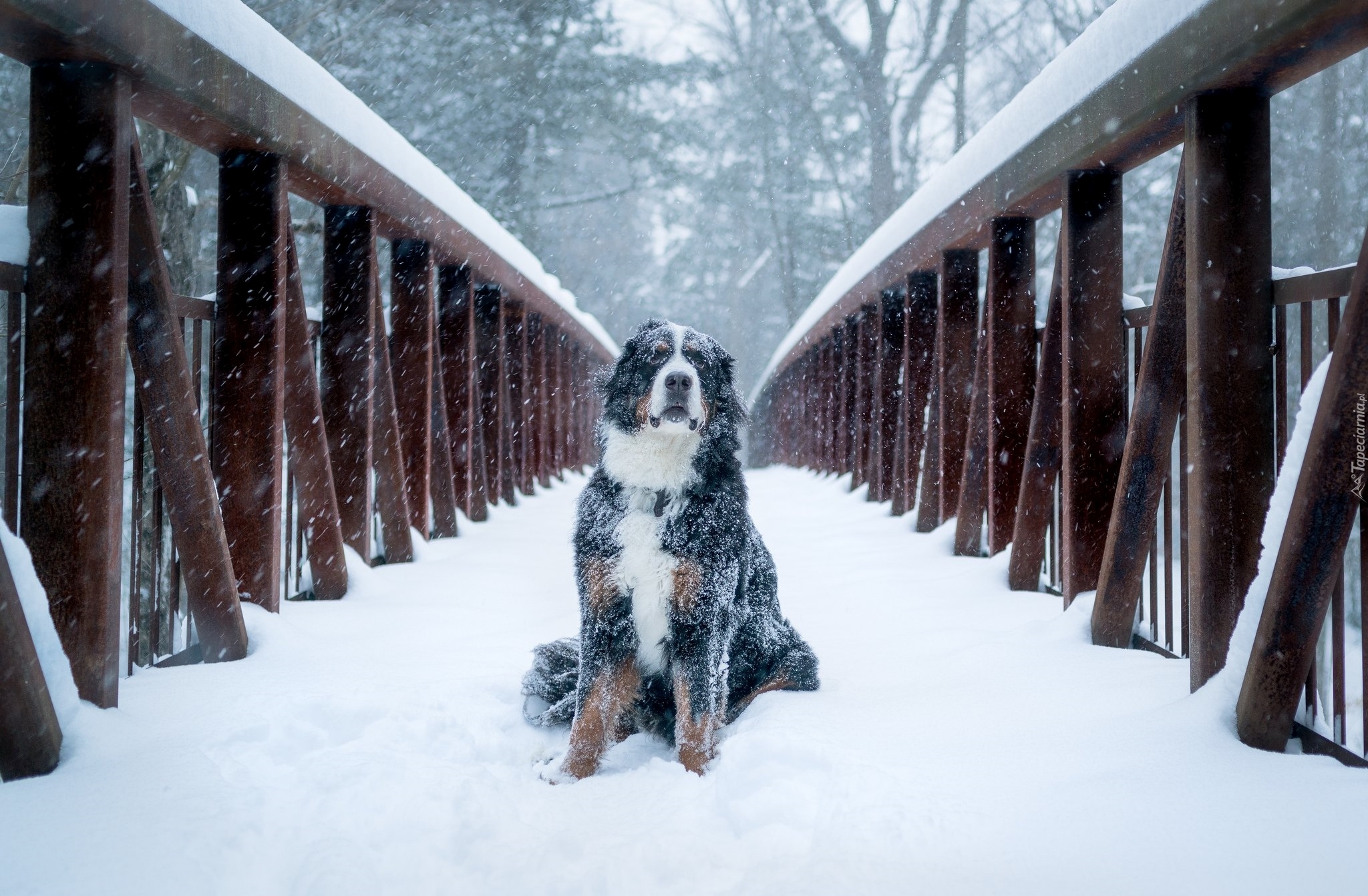 Pies, Berneński pies pasterski, Most, Śnieg