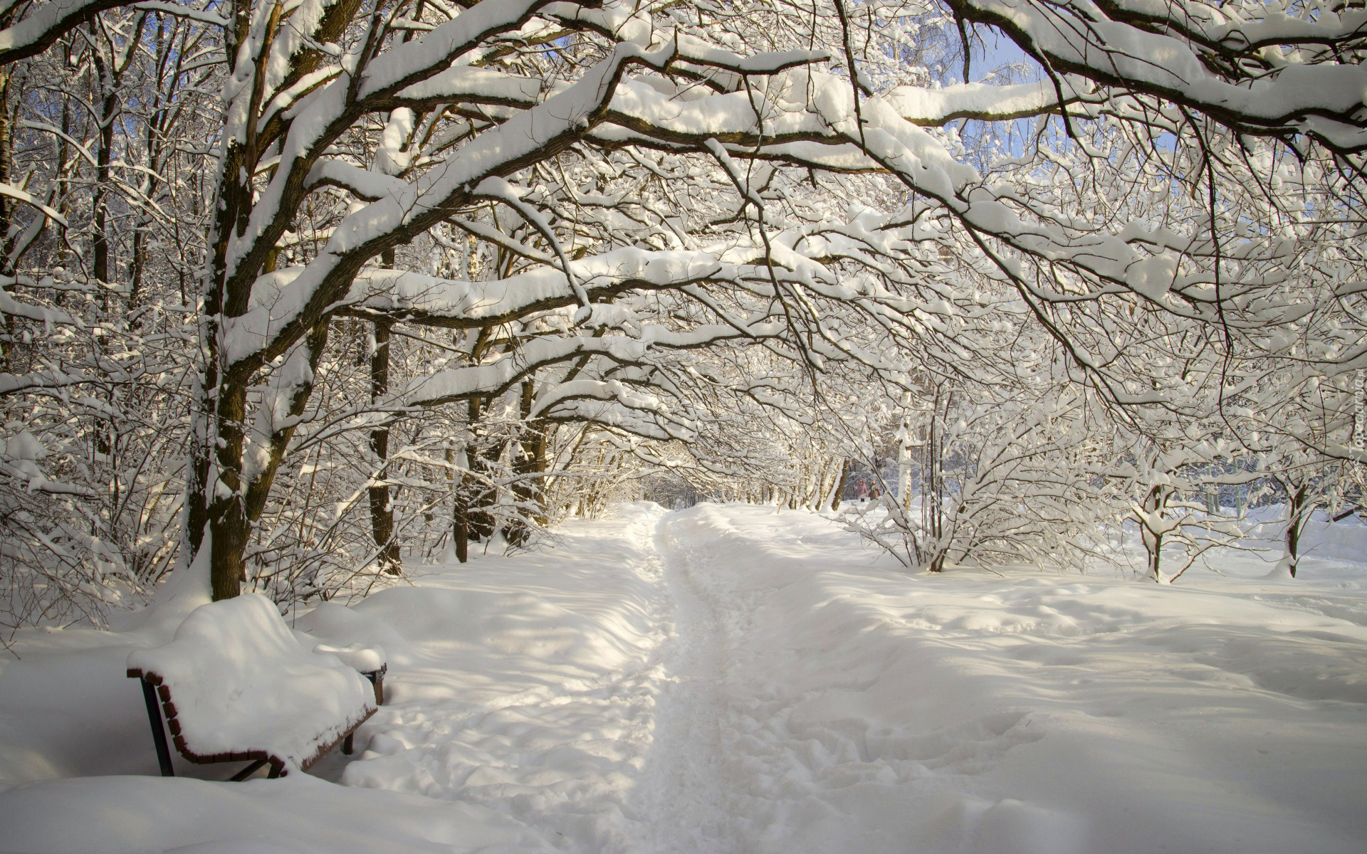 Zima, Park, Drzewa, Gałęzie, Śnieg, Aleja, Ławka