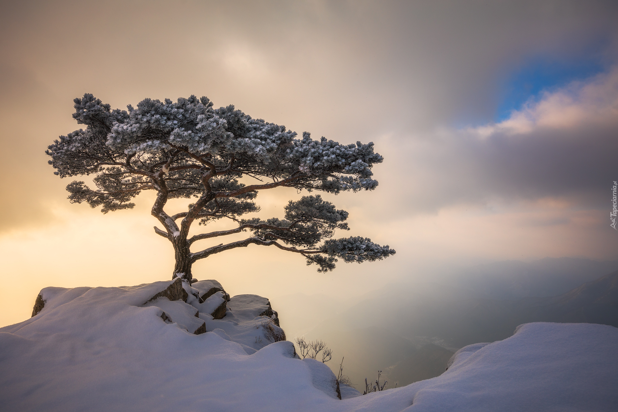  Zima, Góry, Mgła, Sosna, Drzewo, Park prowincjonalny Daedunsan, Jeolla Północna, Korea Południowa