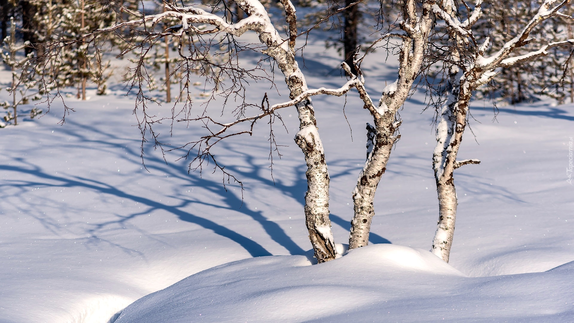 Zima, Śnieg, Zaspy, Drzewa, Brzozy, Cień