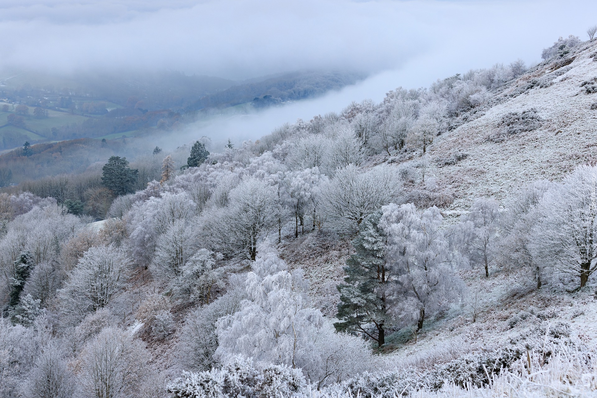 Zima, Drzewa, Wzgórze, Mgła, Dolina