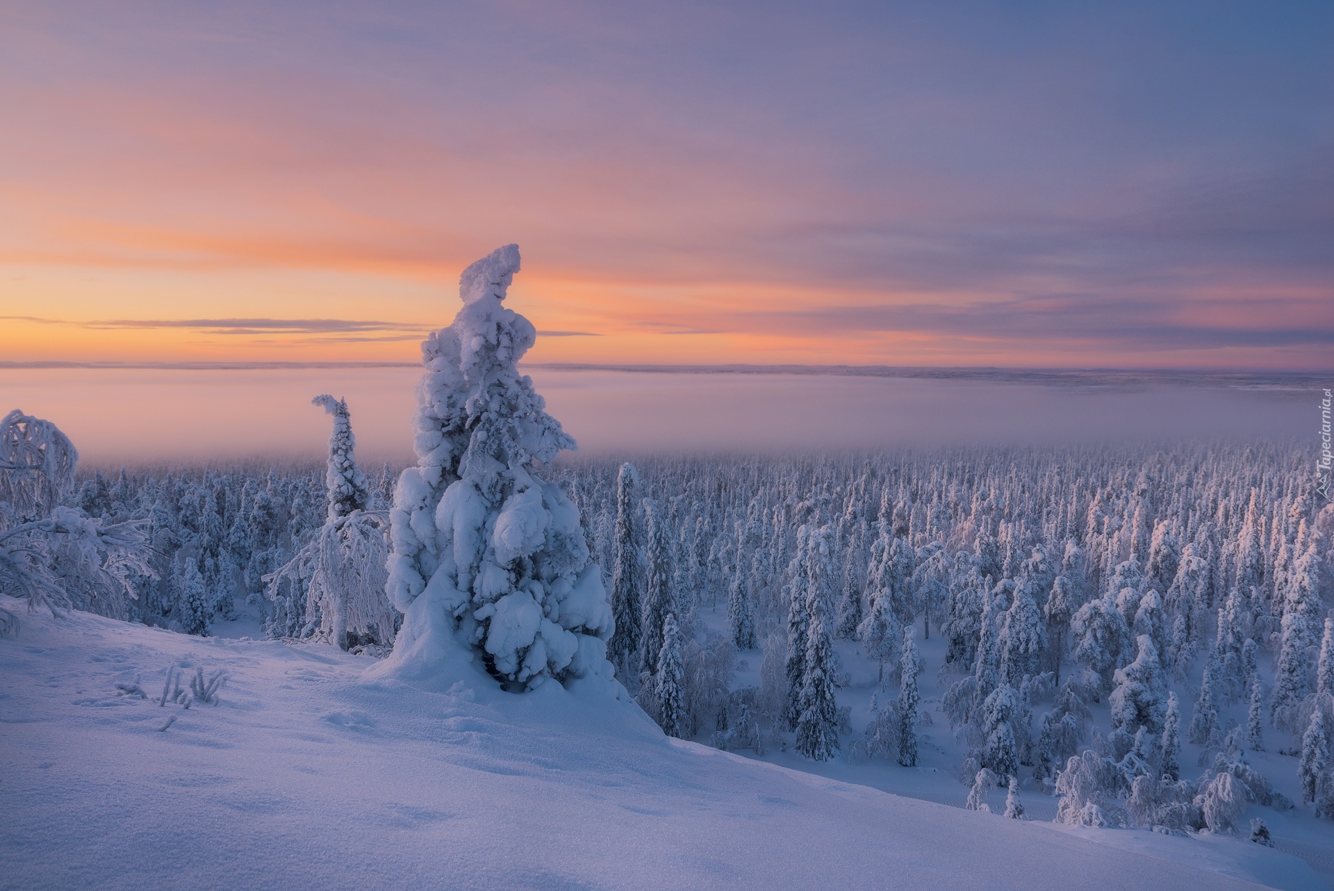 Zima, Finlandia, Laponia, Ośnieżone, Drzewa, Mgła