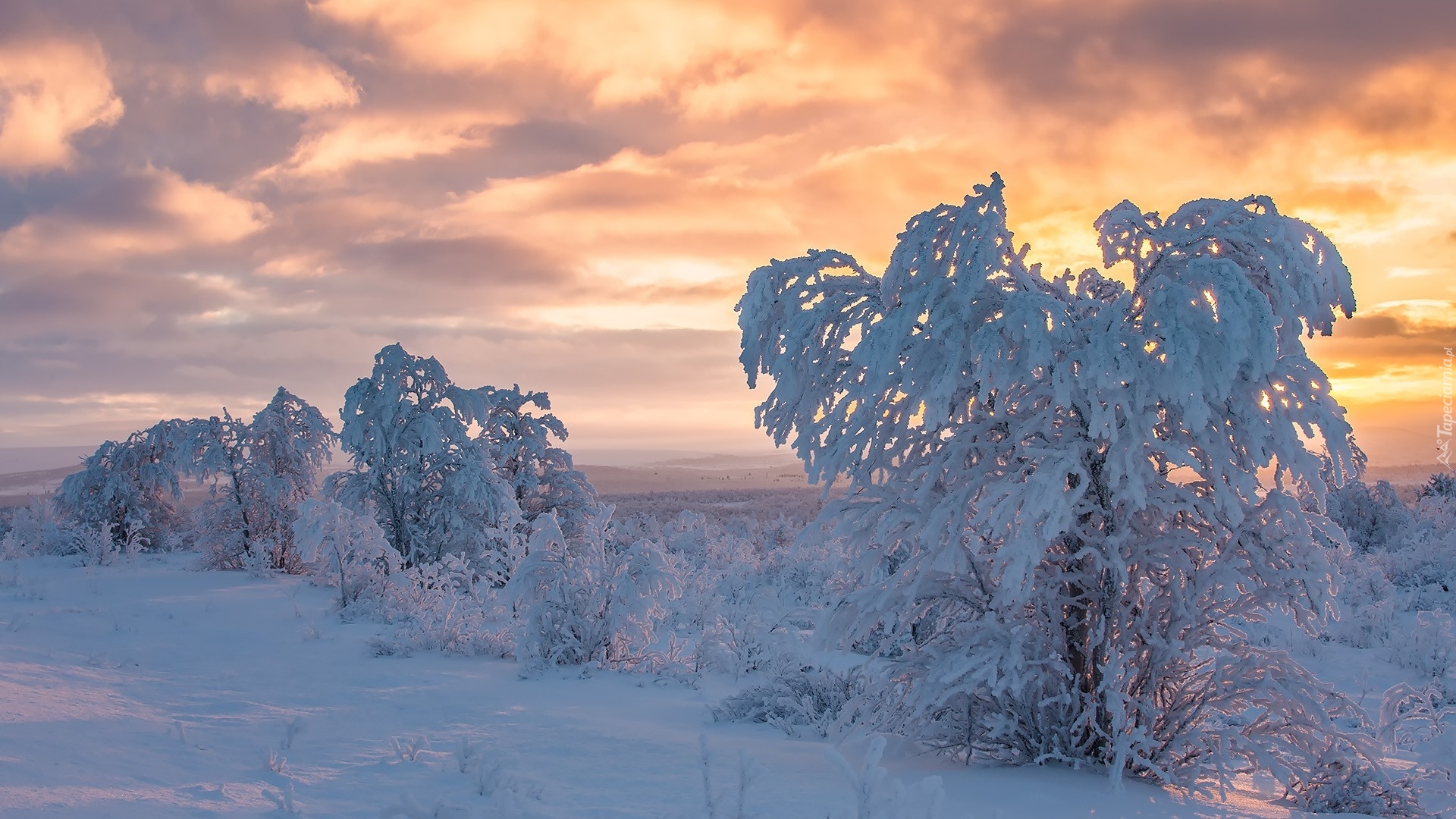 Finlandia, Laponia, Zima, Ośnieżone, Drzewa, Zachód słońca