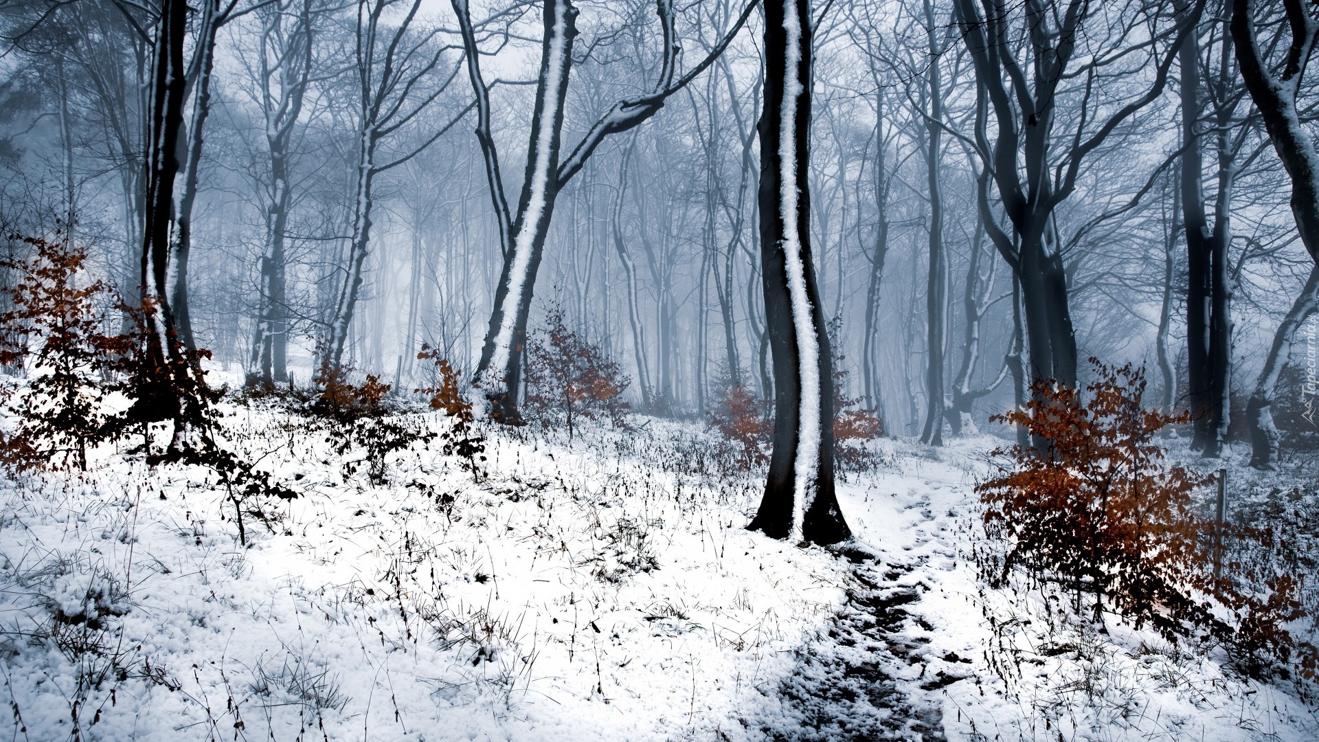 Las, Drzewa, Zima, Śnieg, Mgła