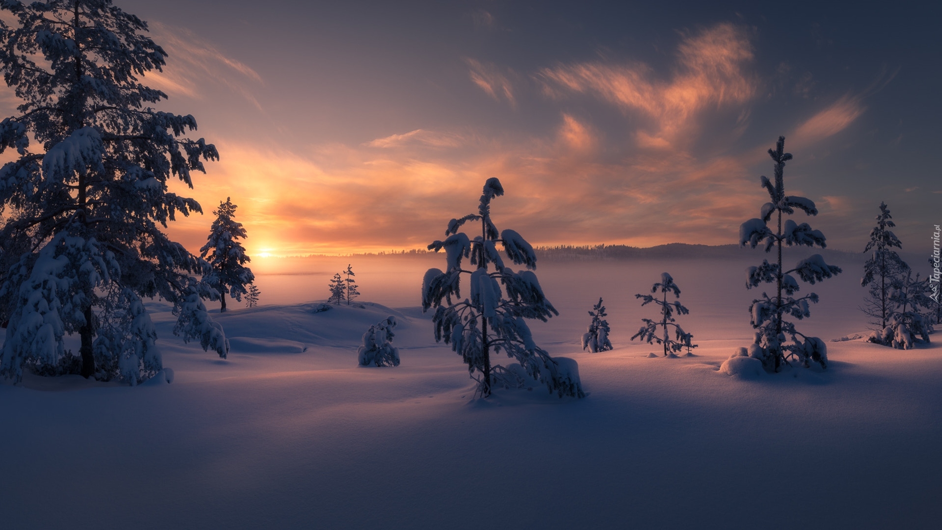 Zima, Ośnieżone Drzewa, Wschód słońca
