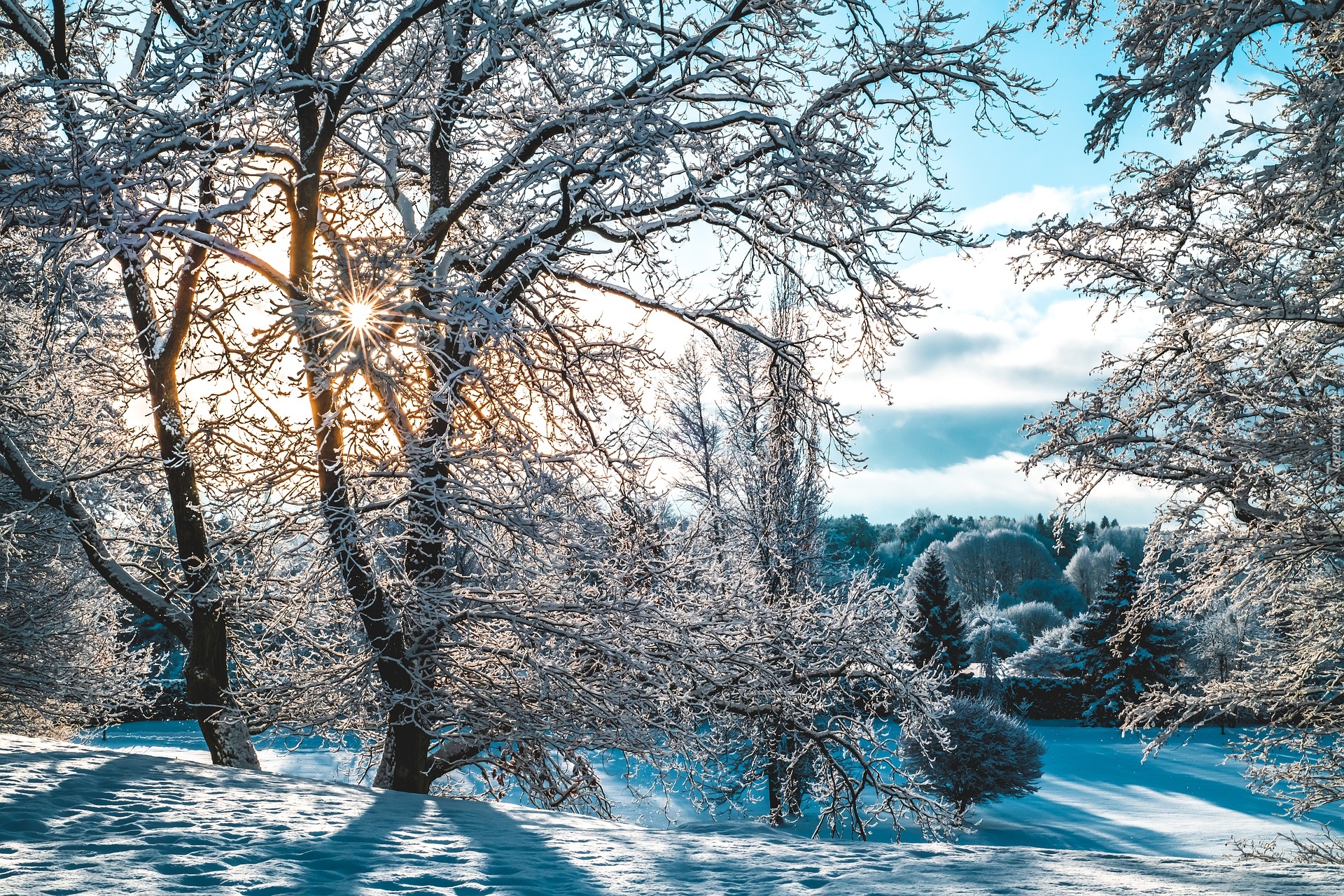 Zima, Oszronione, Drzewa, Śnieg, Promienie słońca