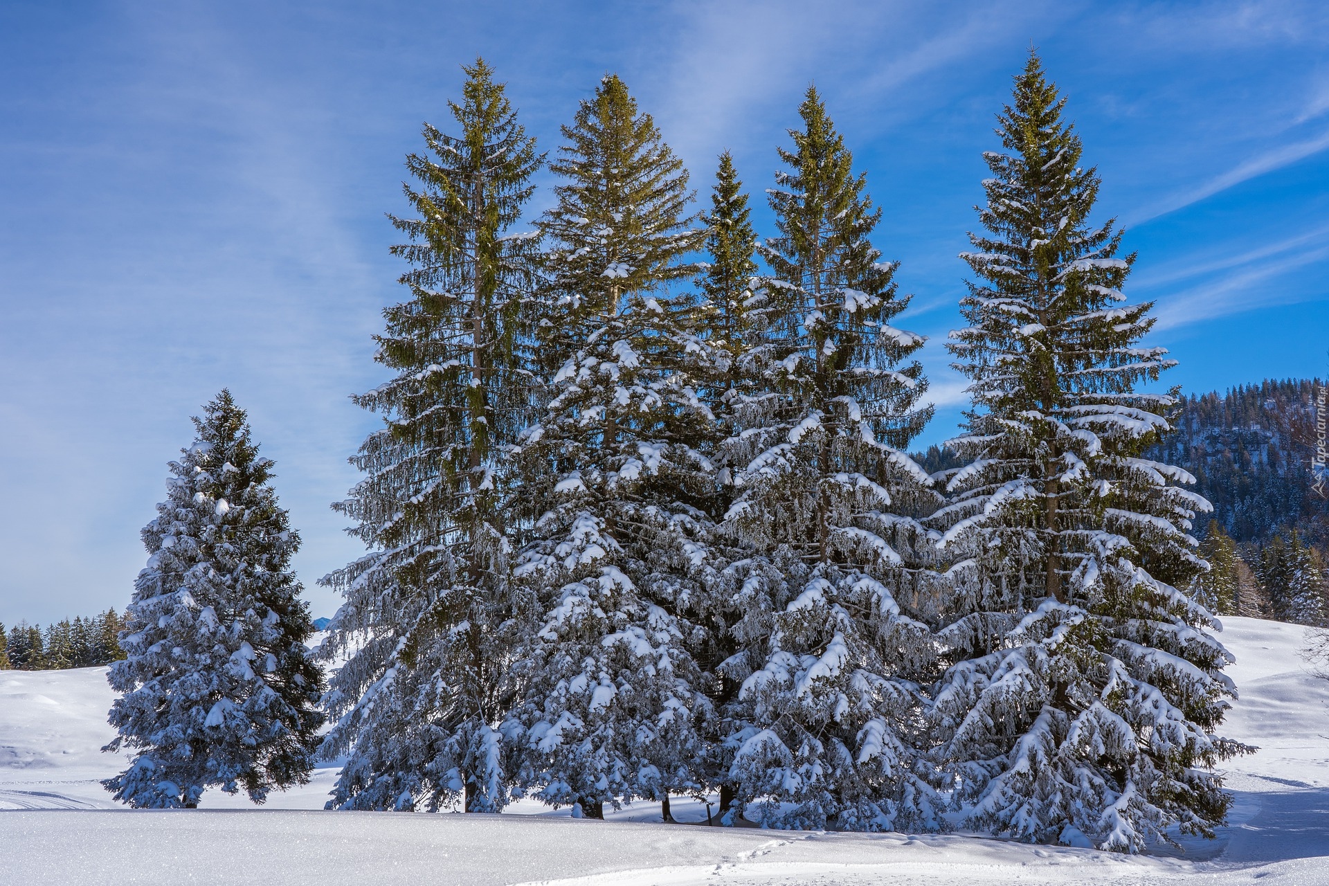 Zima, Drzewa, Śnieg, Sosny