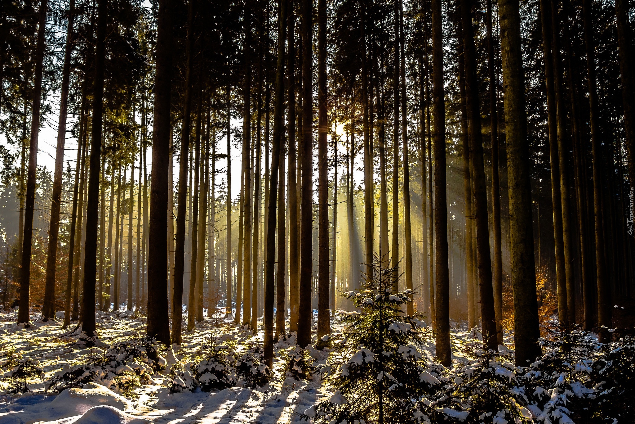Las, Drzewa, Przebijające światło, Zima