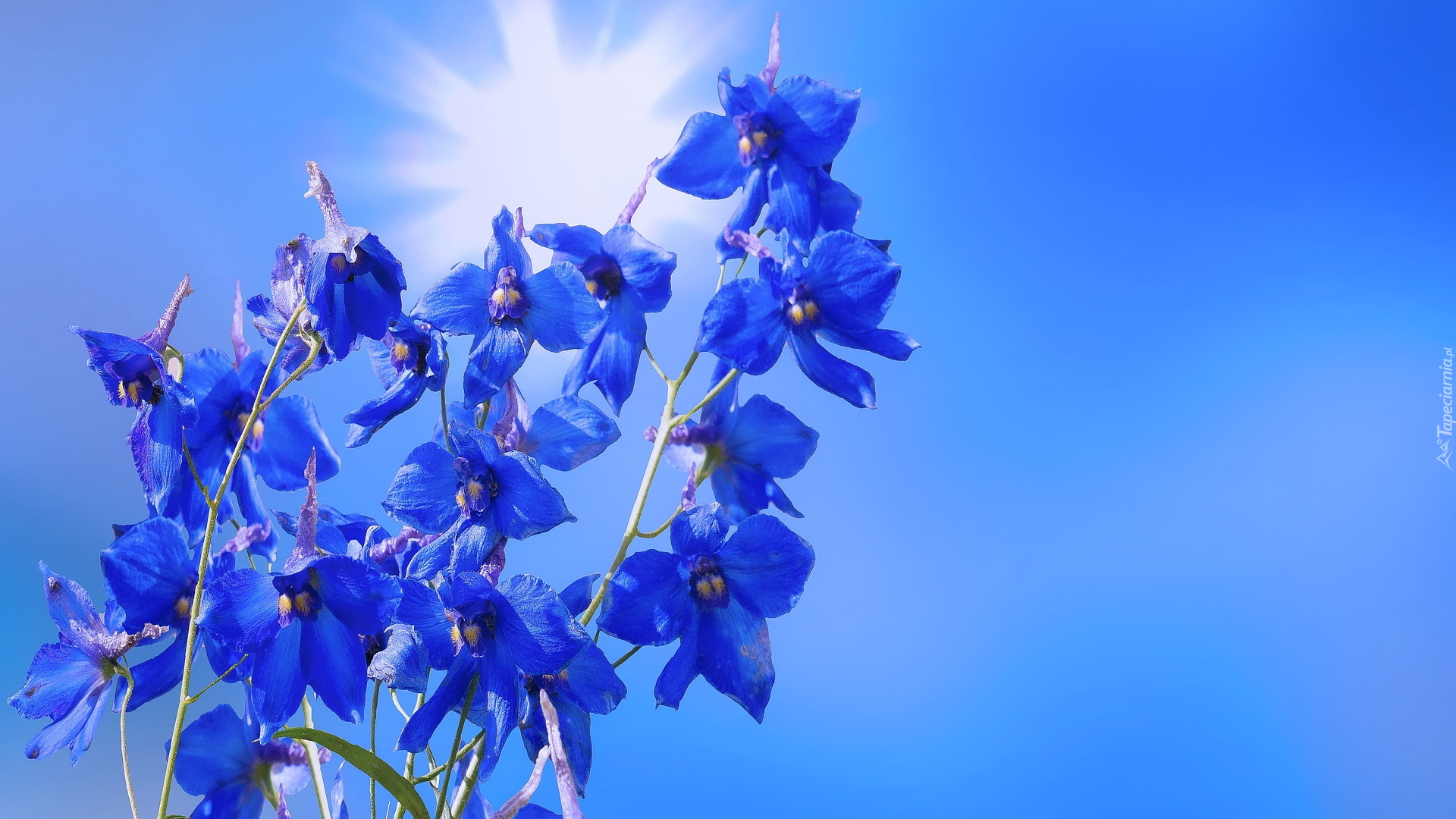 Niebieski, Kwiat, Ostróżka