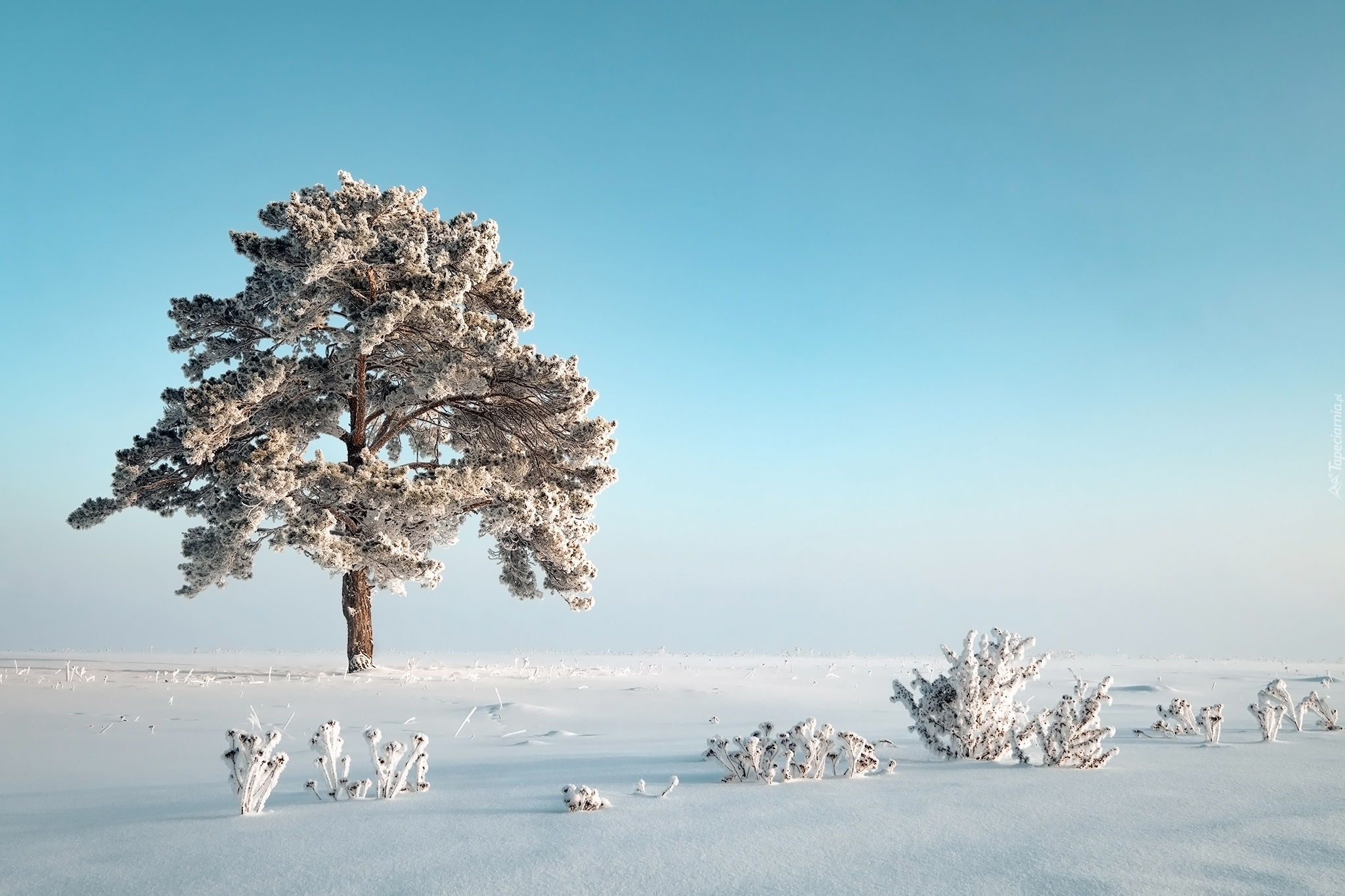 Zima, Drzewo, Rośliny, Śnieg, Szron