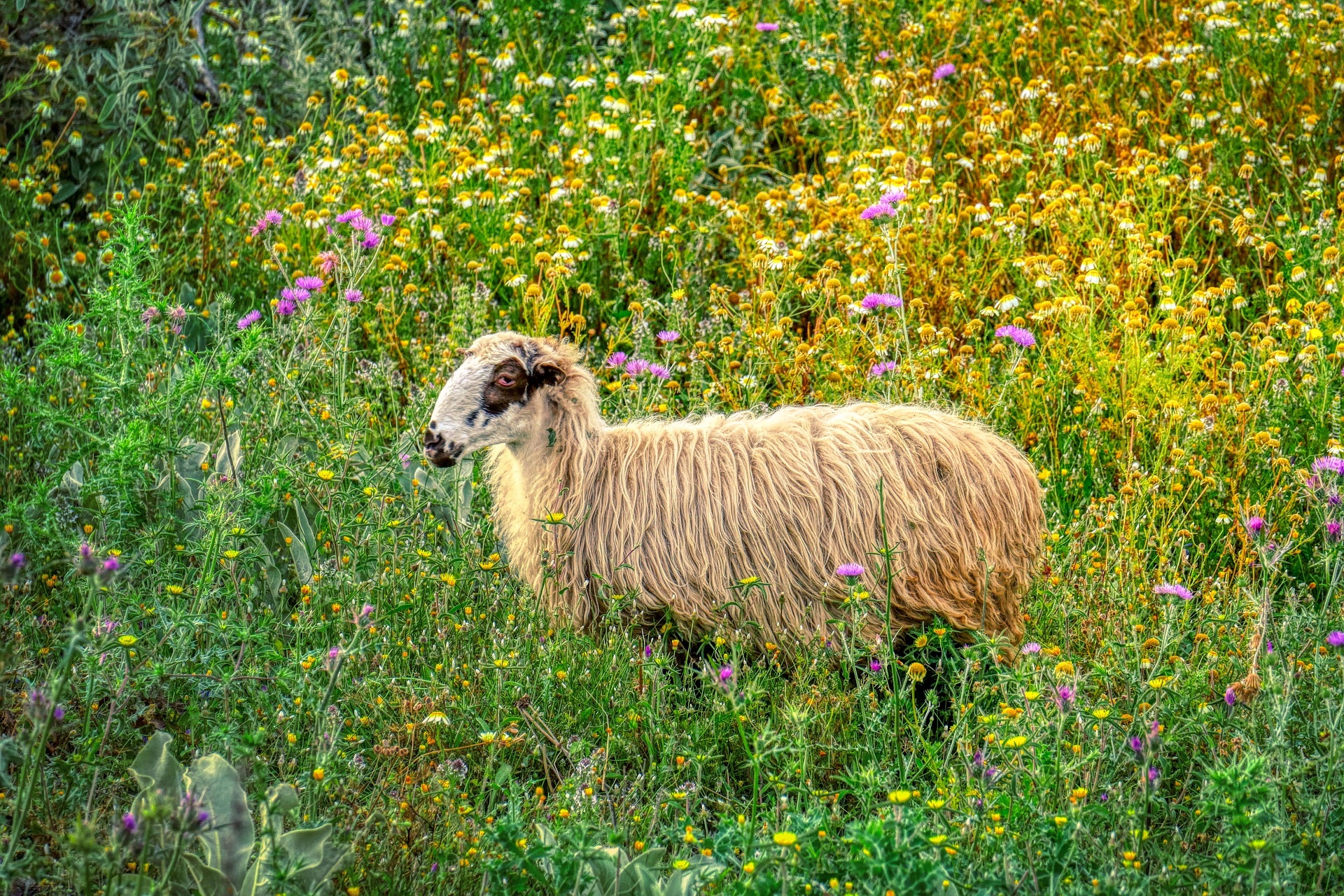Owca, Łąka, Kwiaty
