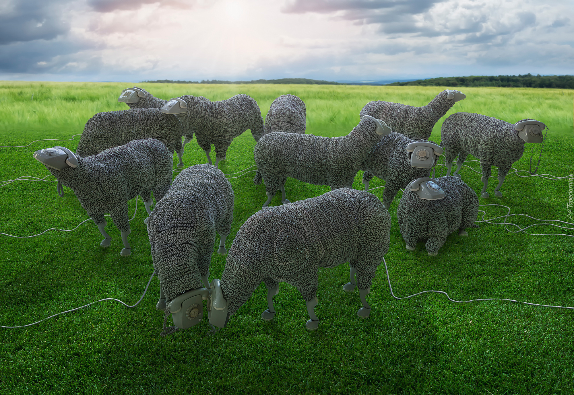 Pastwisko, Owce, Przewody, Telefony, Fantasy