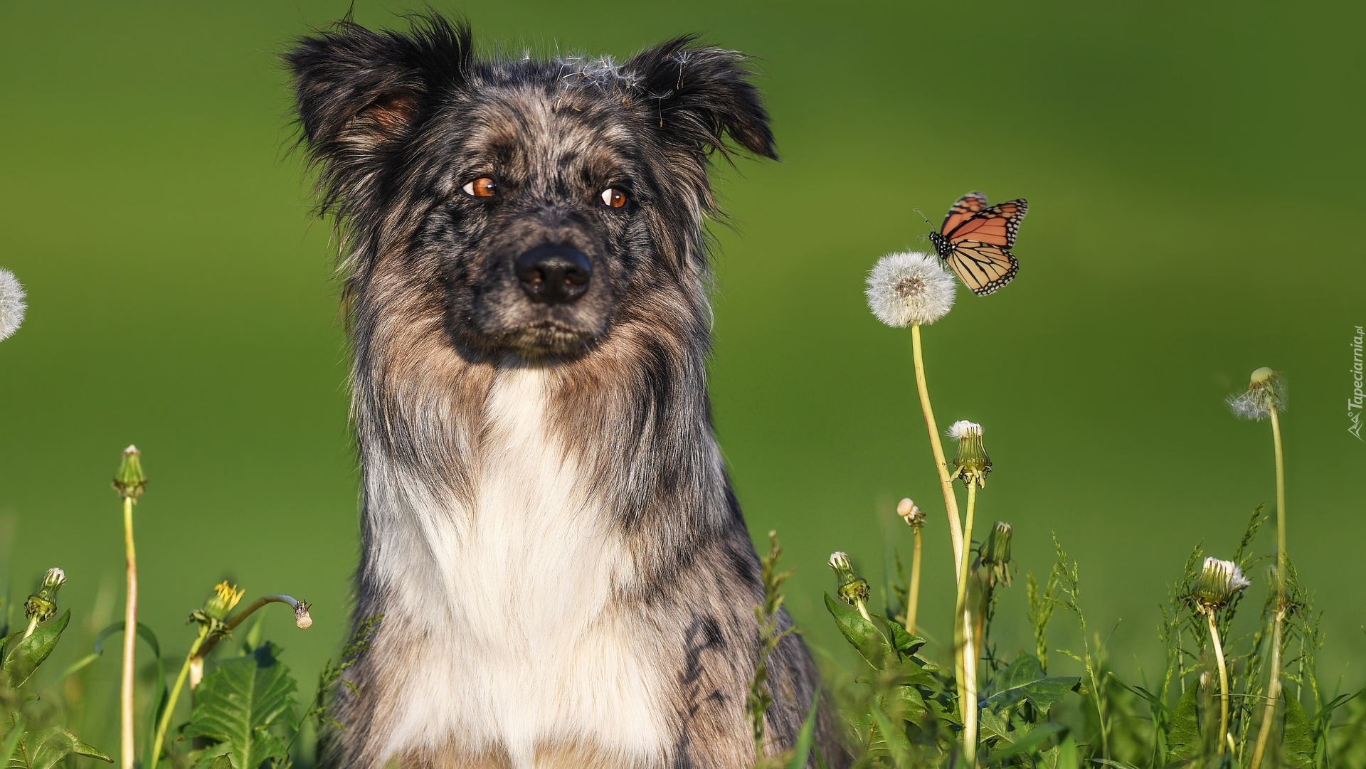 Pies, Owczarek australijski, Kwiaty, Dmuchawiec, Motyl