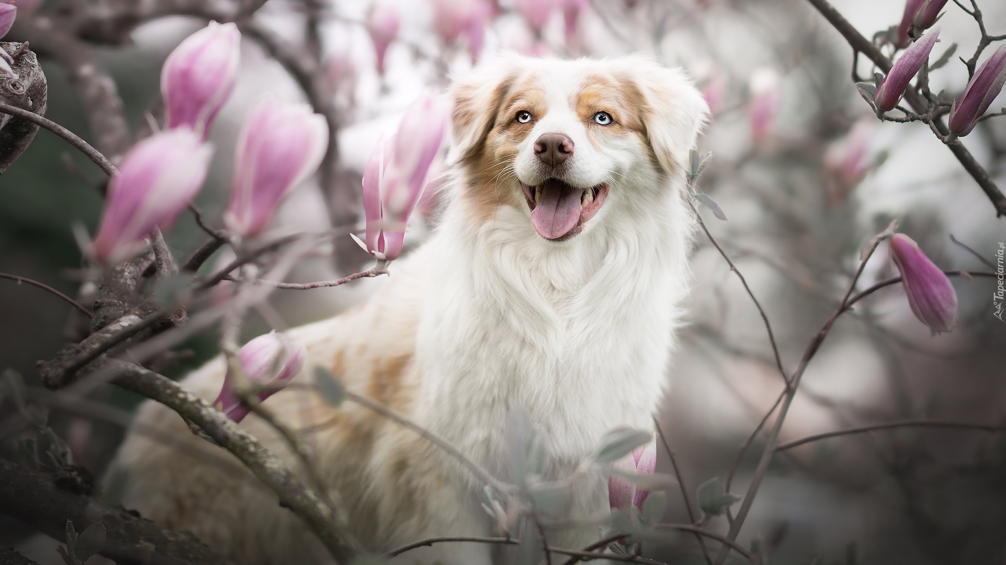 Pies, Owczarek australijski, Kwiaty, Magnolie