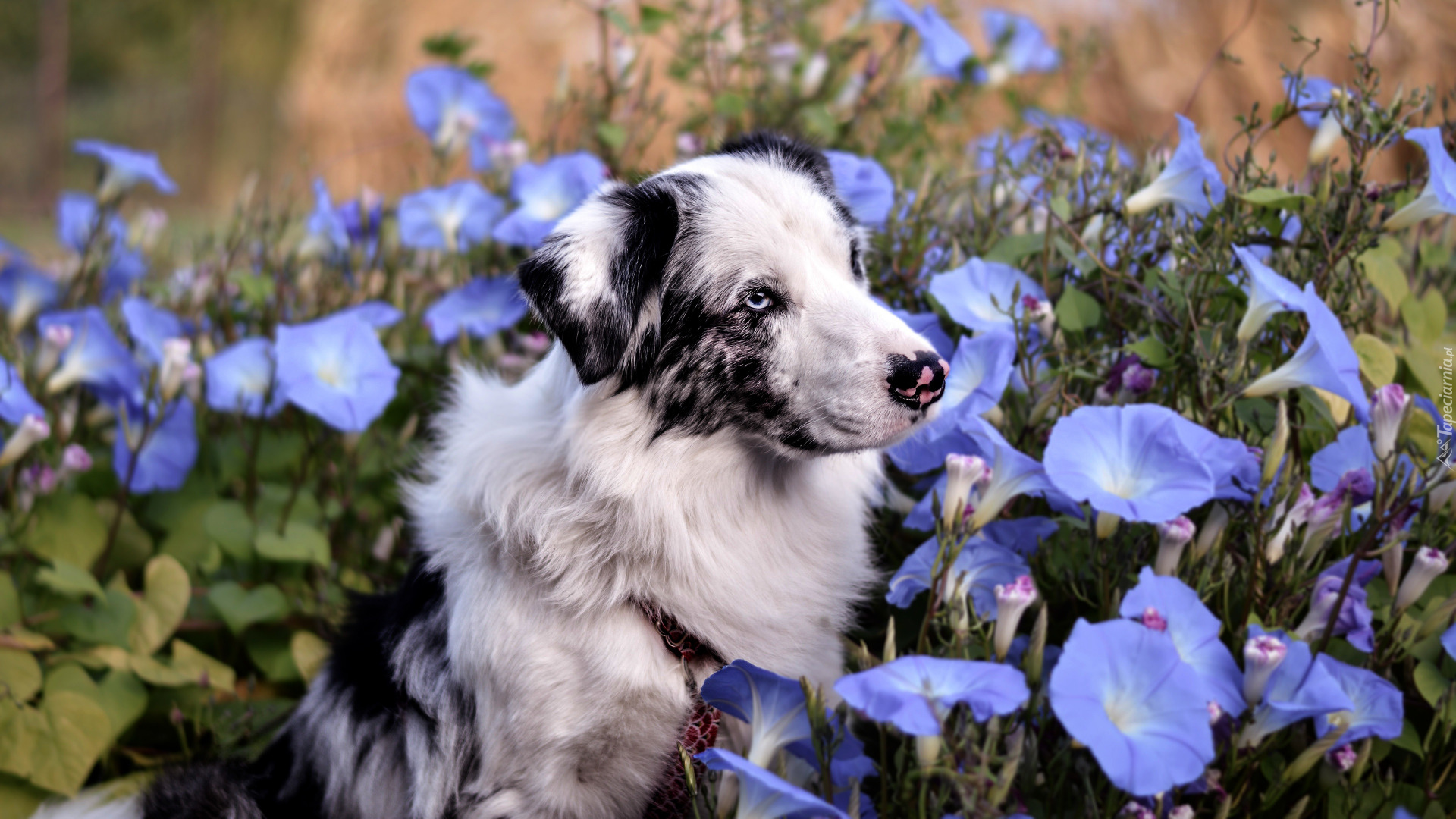 Pies, Owczarek australijski, Kwiaty, Niebieski, Powój