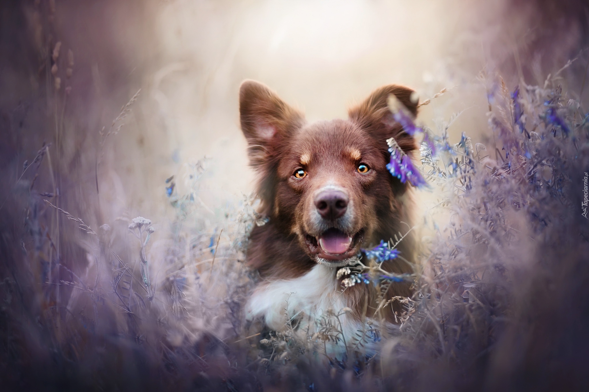 Pies, Owczarek australijski, Kwiaty, Wyka
