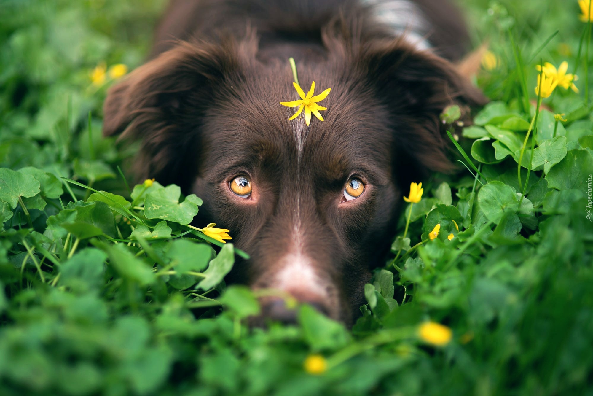 Pies, Owczarek australijski, Mordka, Oczy, Rośliny, Żółty, Kwiatek