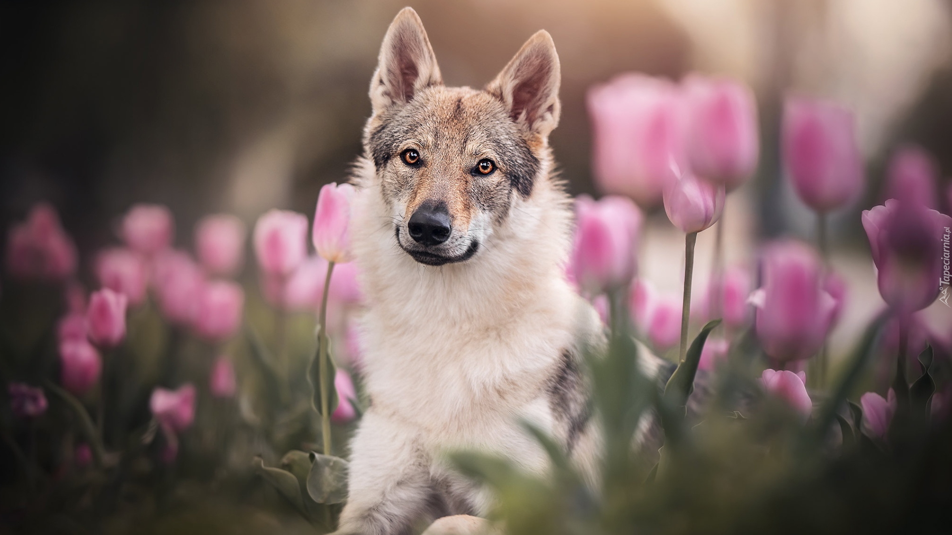 Pies, Owczarek niemiecki, Różowe, Tulipany