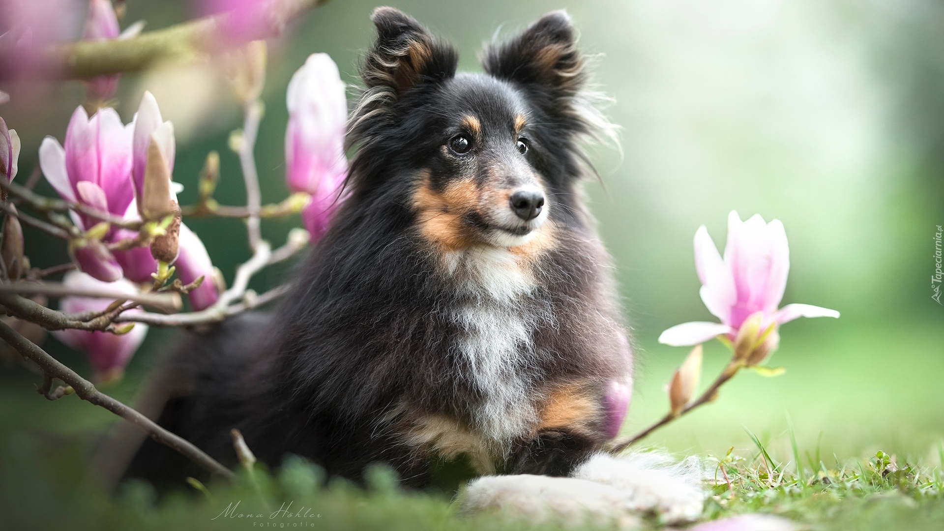 Pies, Owczarek szetlandzki, Kwiaty, Magnolie