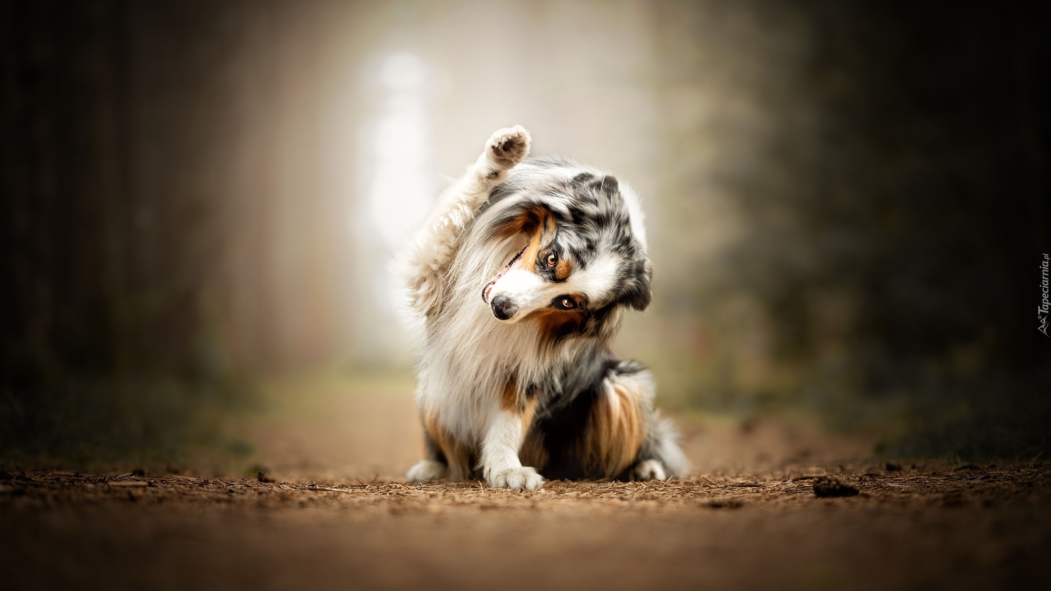Pies, Owczarek szetlandzki, Ścieżka