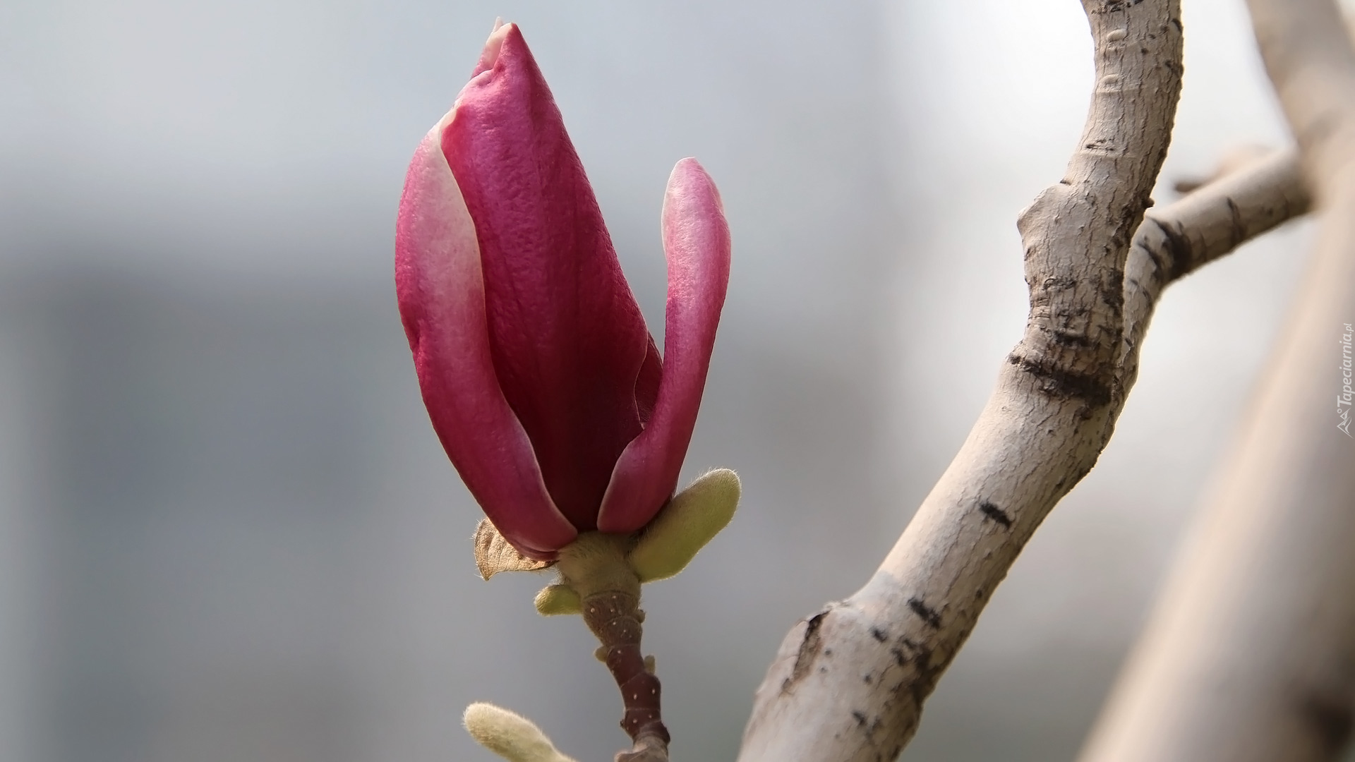 Kwiaty, Magnolia, Gałązka