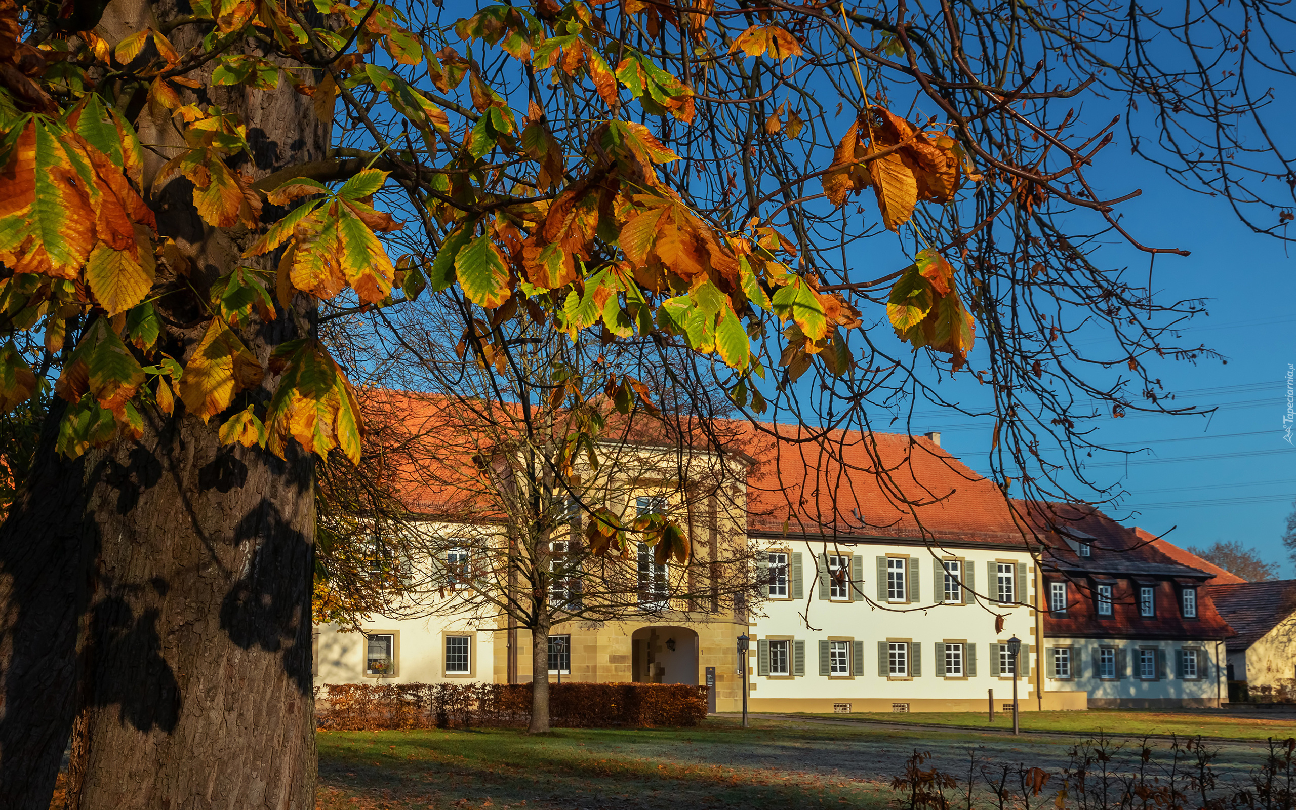 Pałac Monrepos, Drzewo, Ludwigsburg, Badenia-Wirtembergia, Niemcy